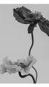 Poppy Flower Poster