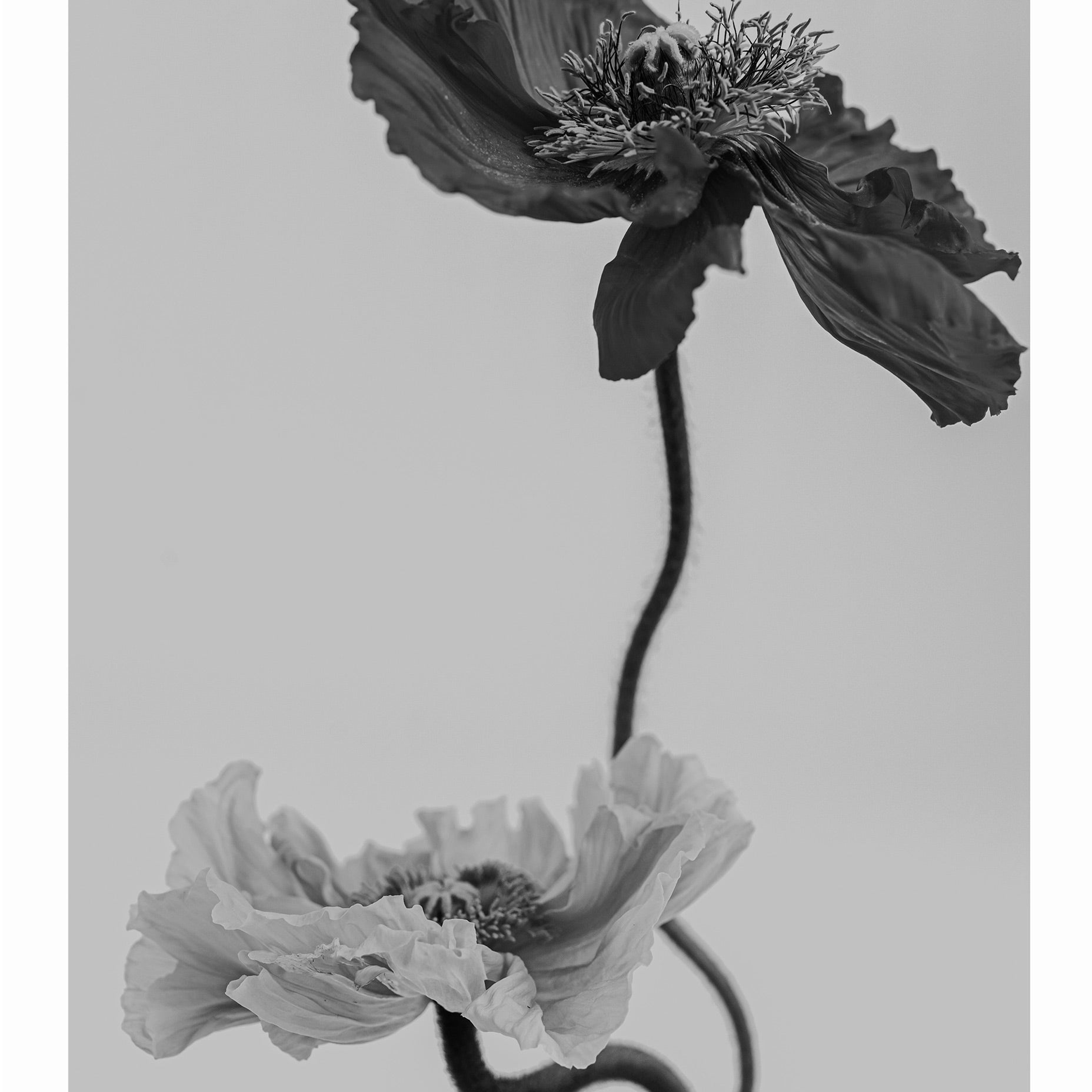 Nature Poster