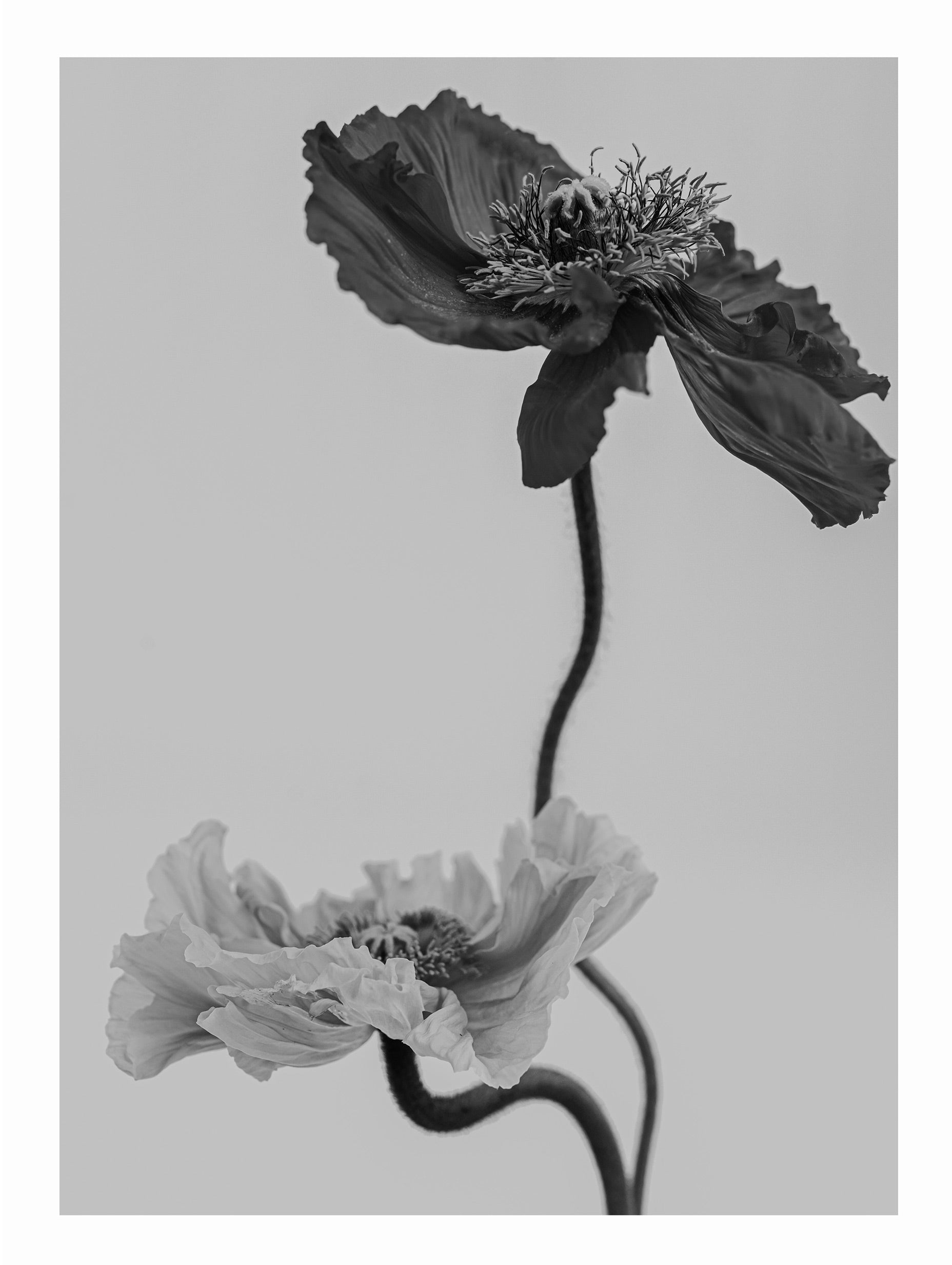 Poppy Flower Poster