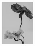 Poppy Flower Poster