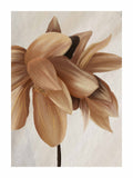 Sepia Bloom Poster