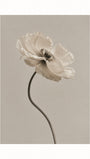 White Poppy Flower