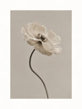 White Poppy Flower
