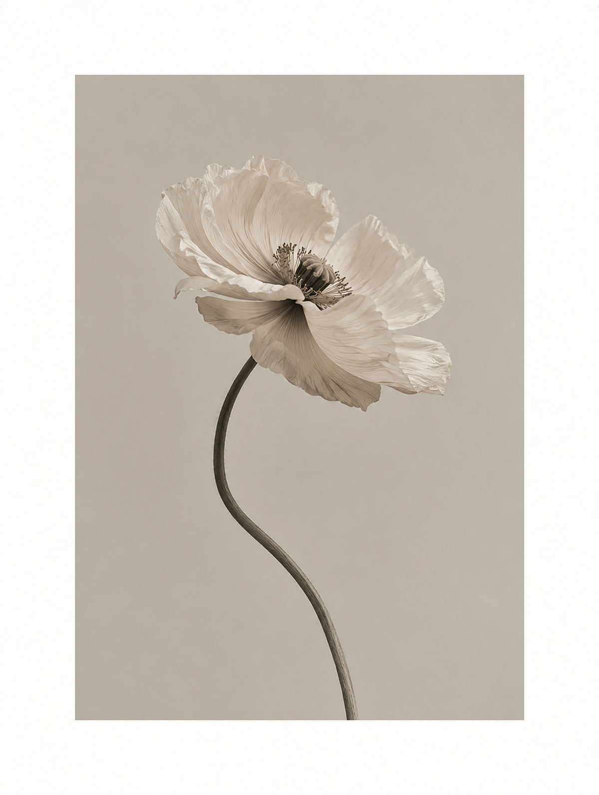 White Poppy Flower