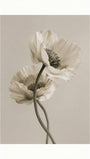 White Poppies