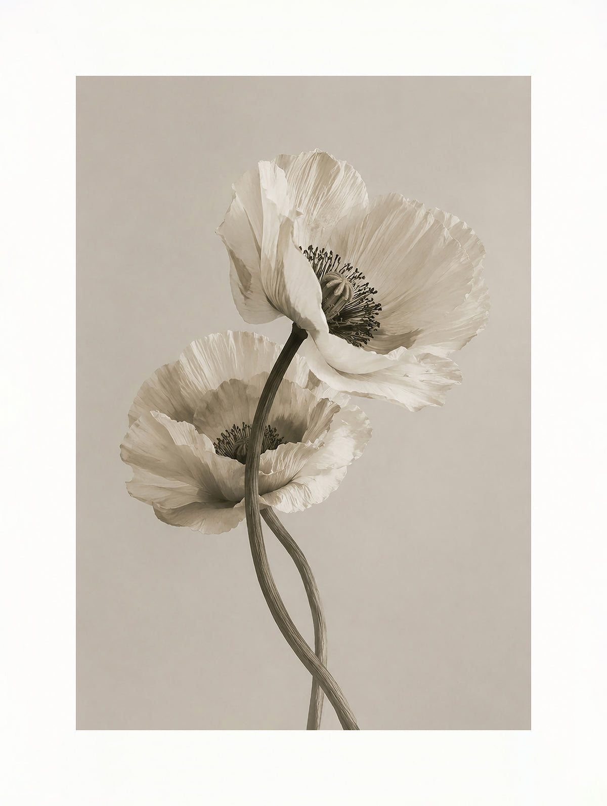 White Poppies