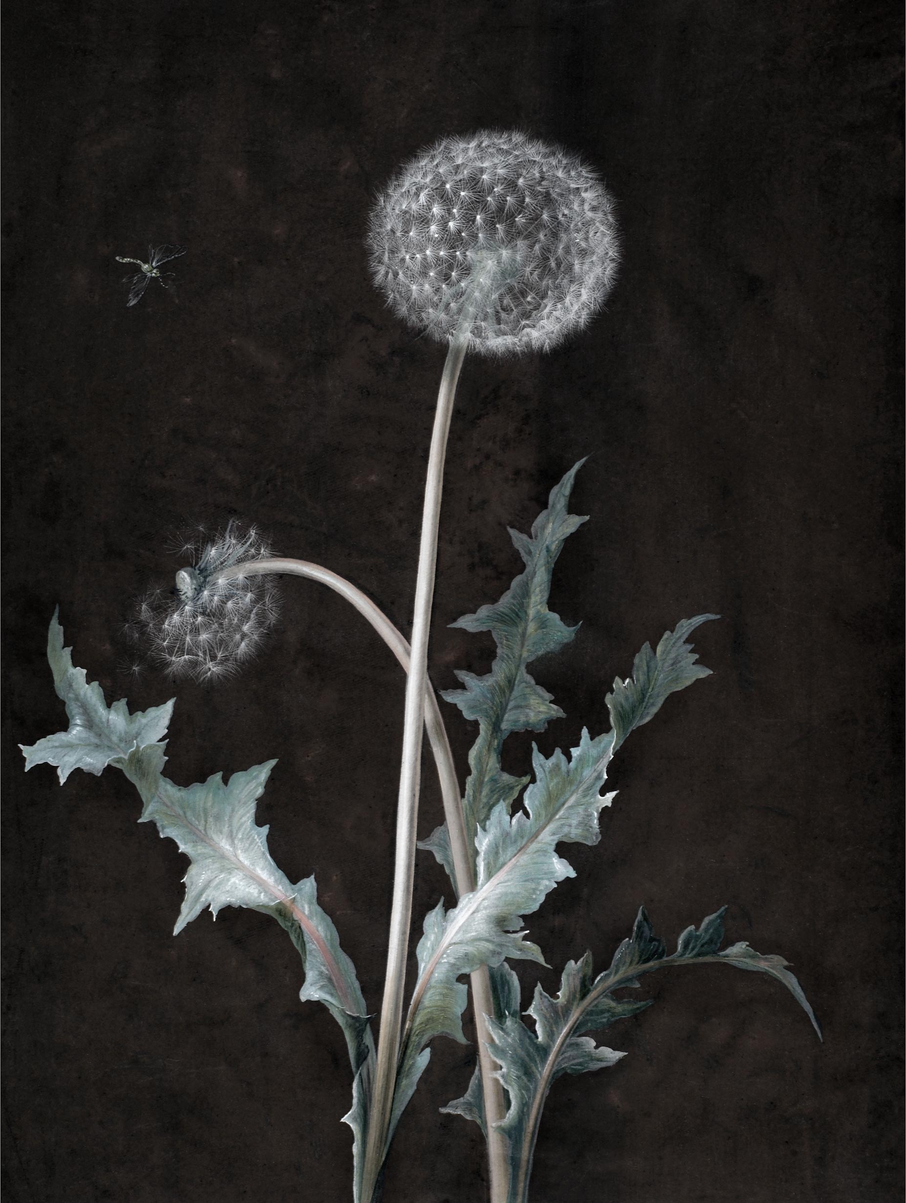 Dandelion Barbara Regina Dietzsch Art Print