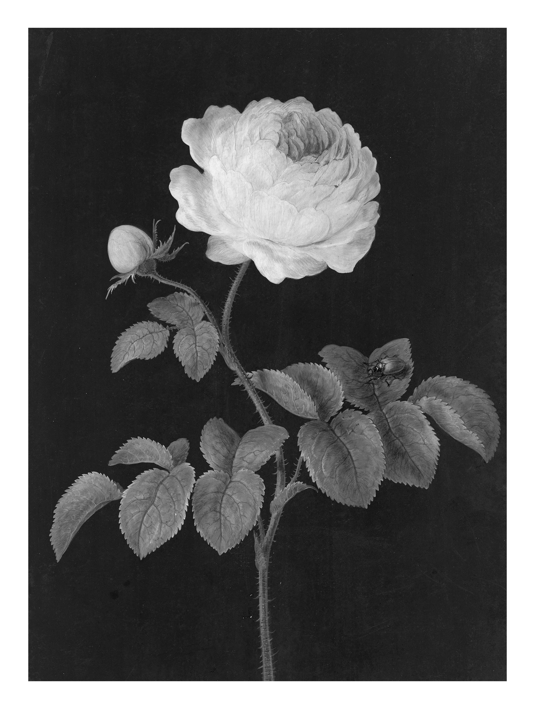 Rosa Rose with a brown feather Barbara Regina Dietzsch Art Print