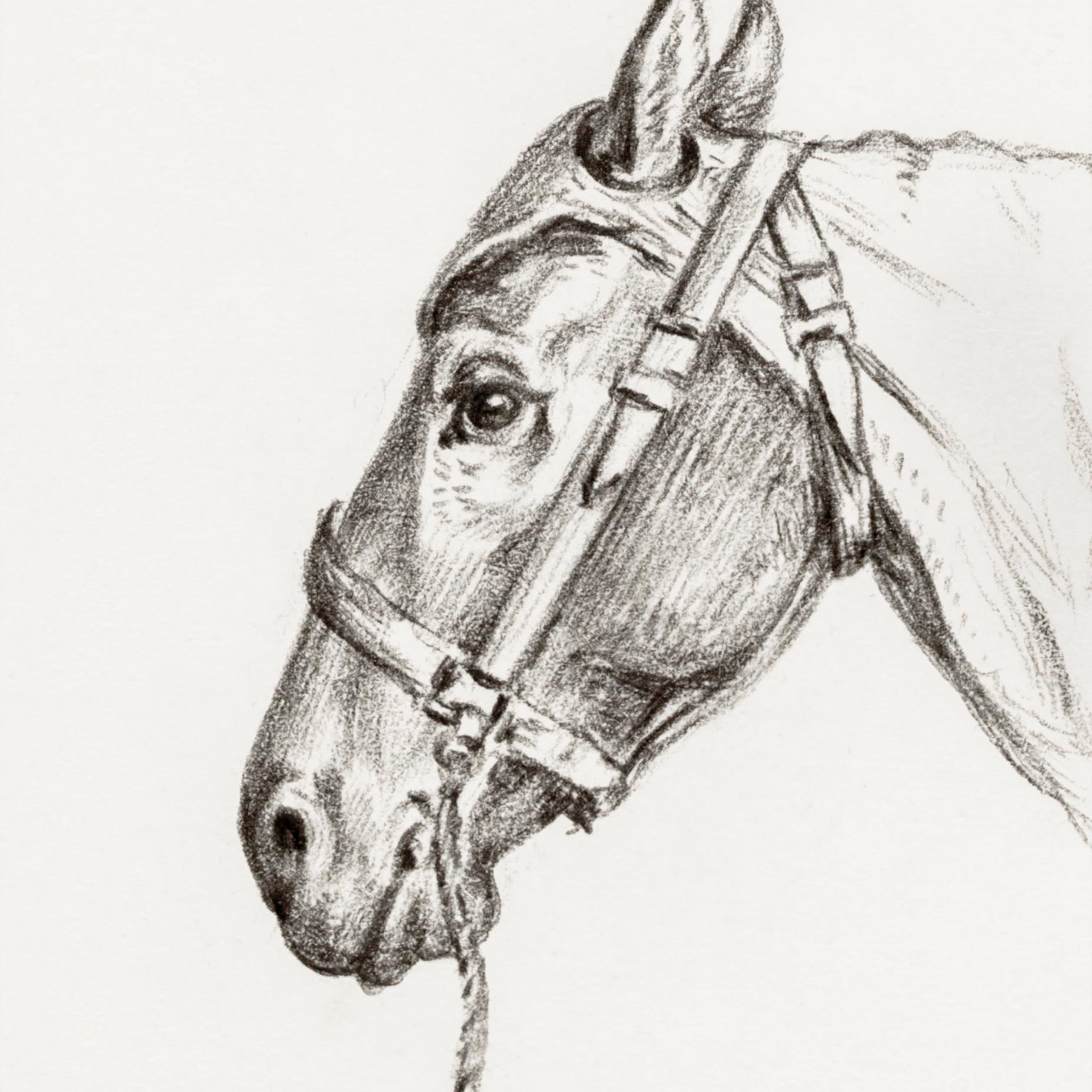 Head of a Horse - Jean Bernard