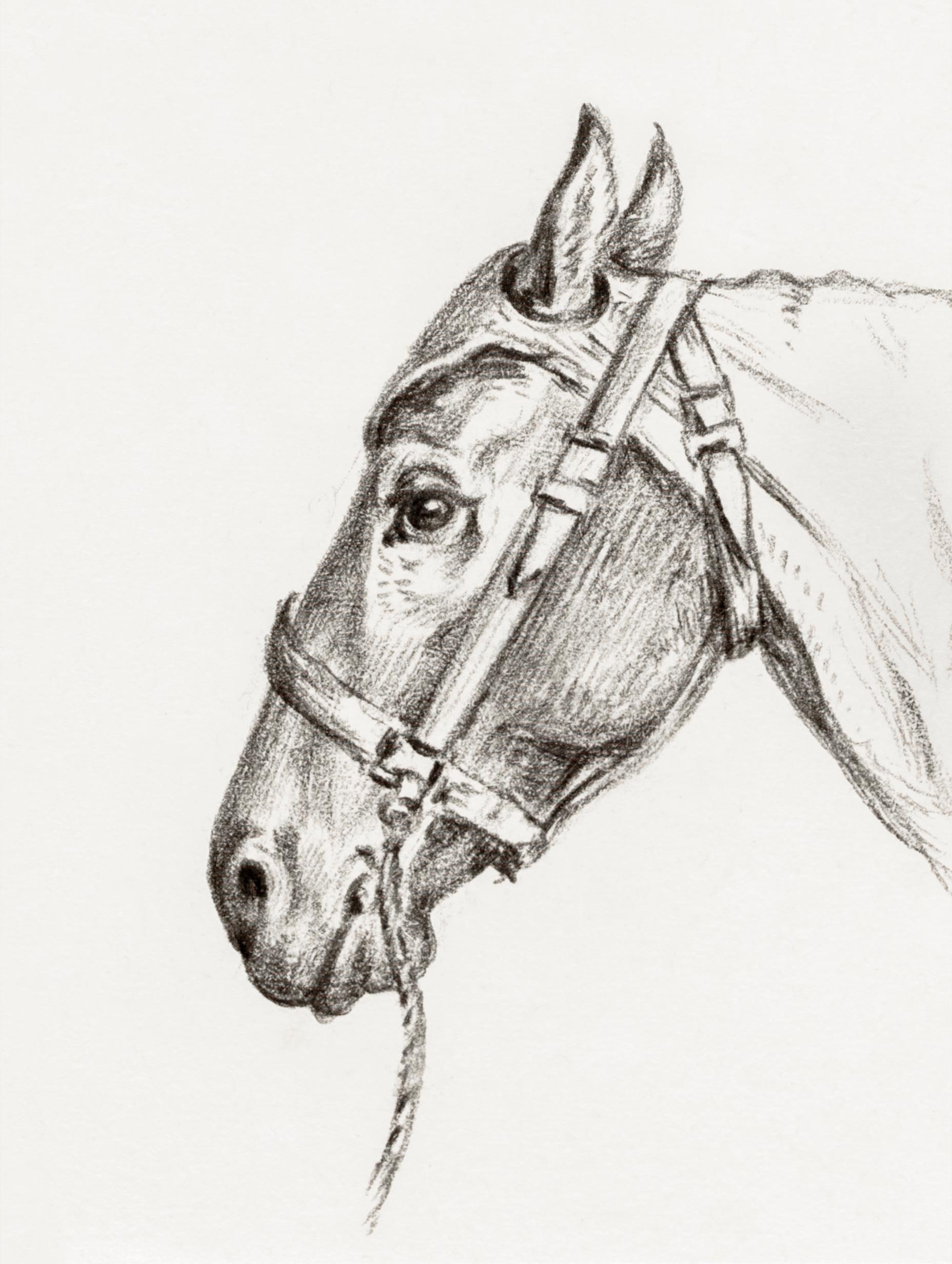 Head of a Horse - Jean Bernard