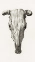 Skull of a cow - Jean Bernard Poster No 1