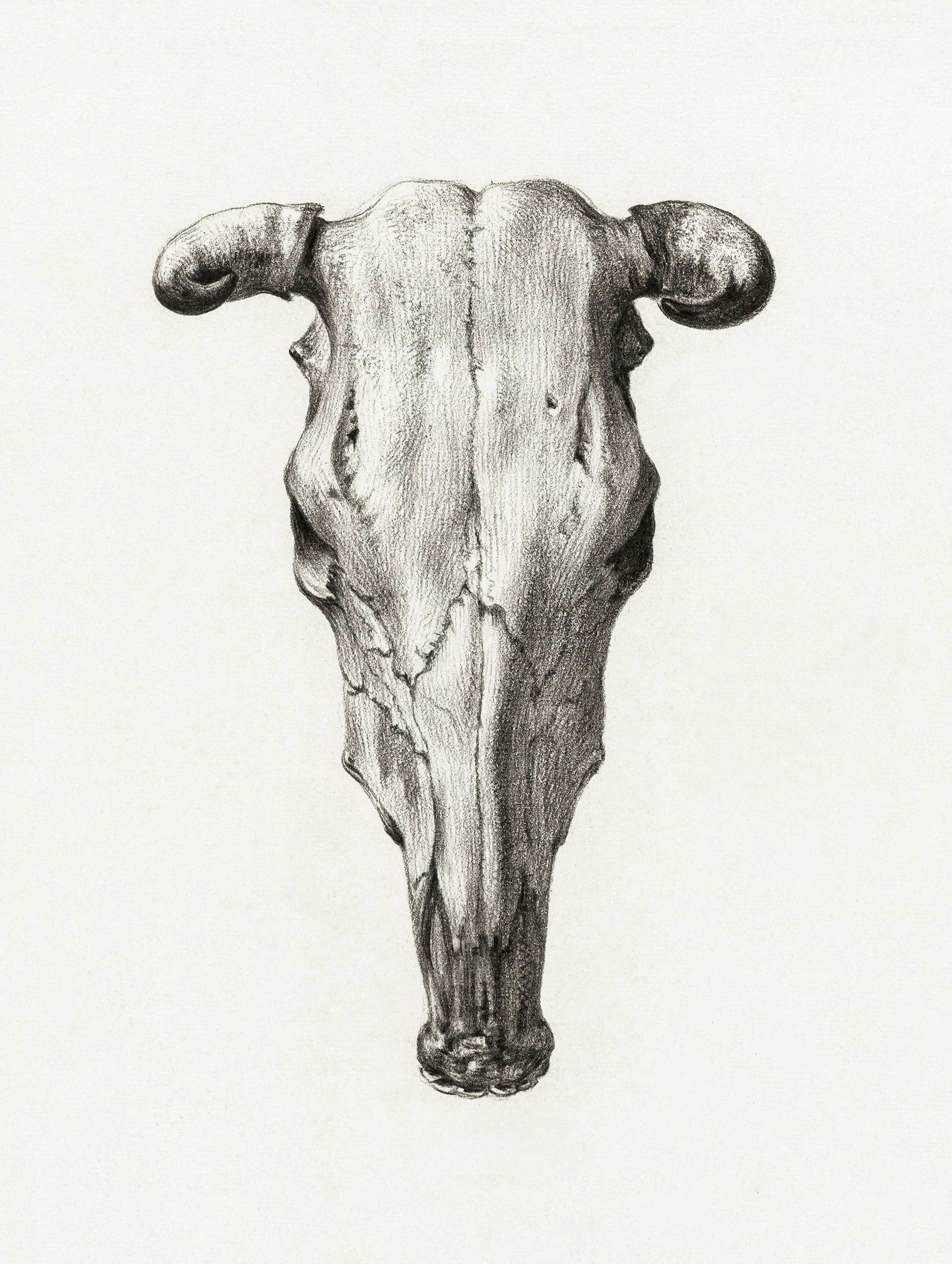 Skull of a cow - Jean Bernard Poster No 1