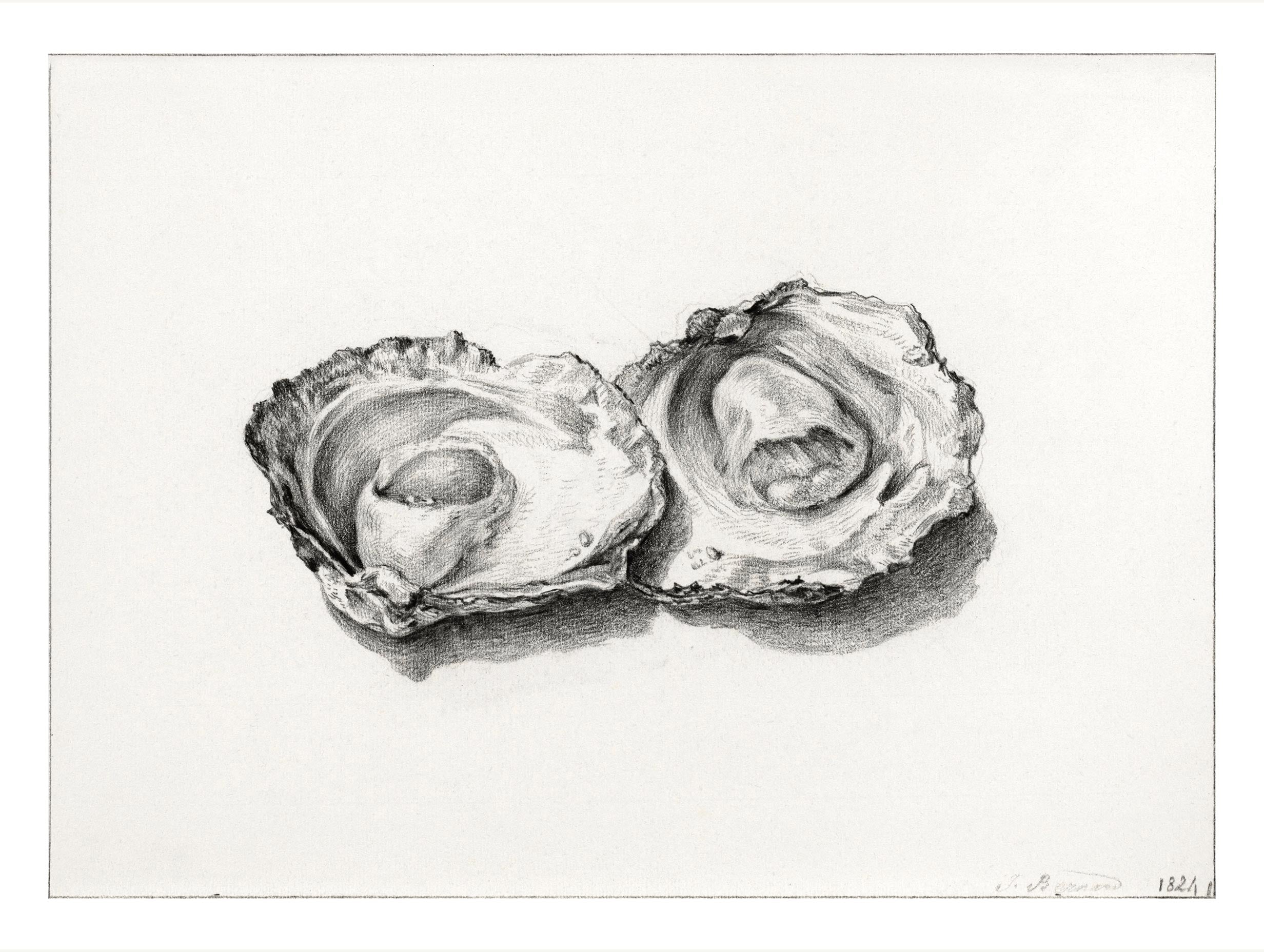Two opened oysters - Jean Bernard