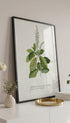 Steeple bush - Georg Diony sius Mockup
