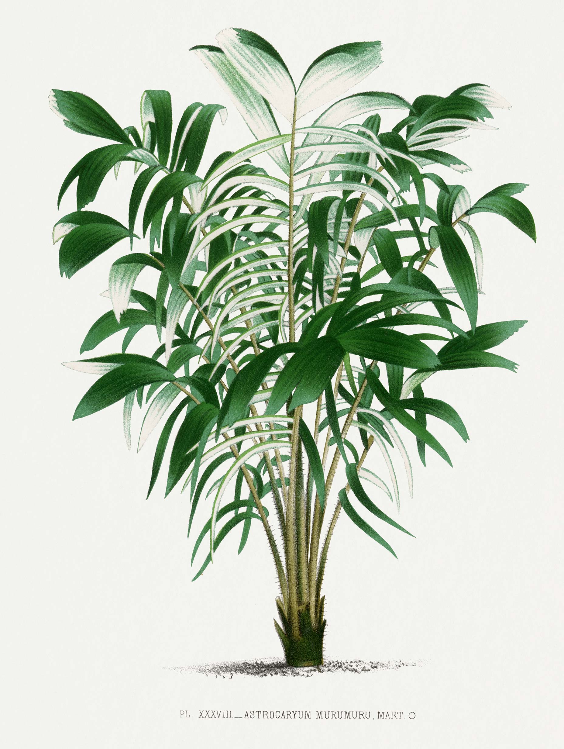 Vintage Palm Tree