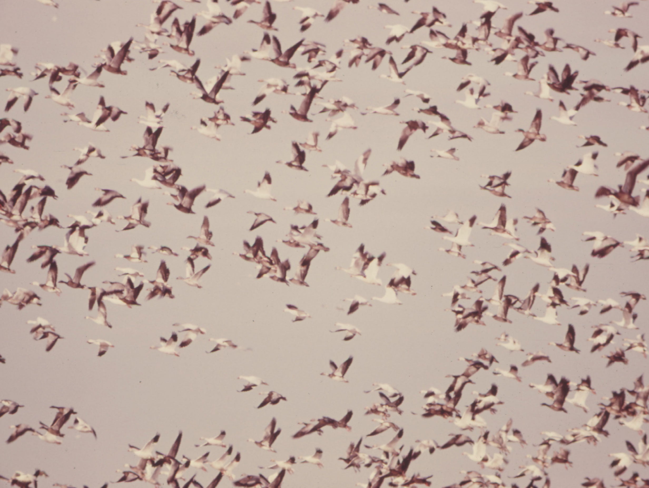 Flock of Snow Geese Poster