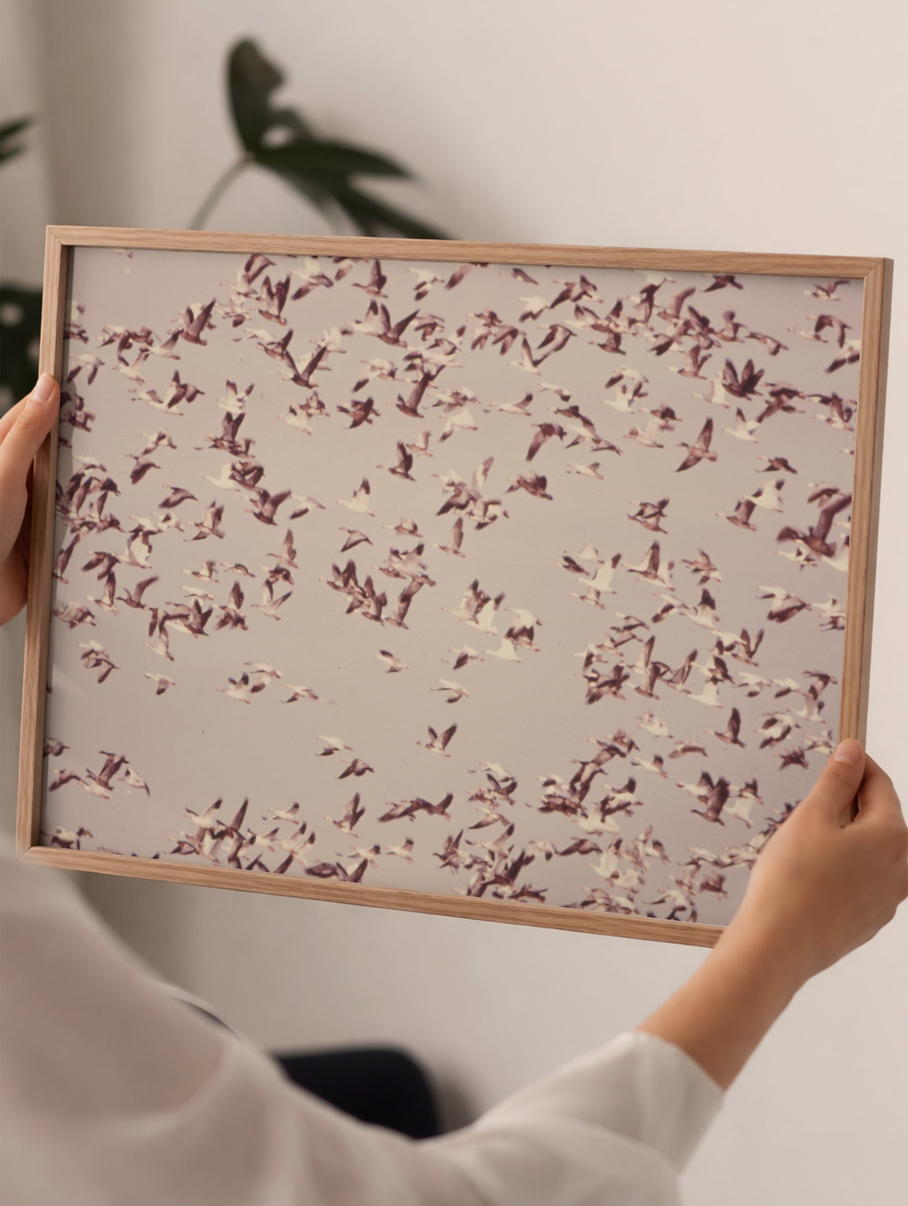 Flock of Snow Geese Poster
