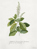 Steeplebush - Georg Dionysius