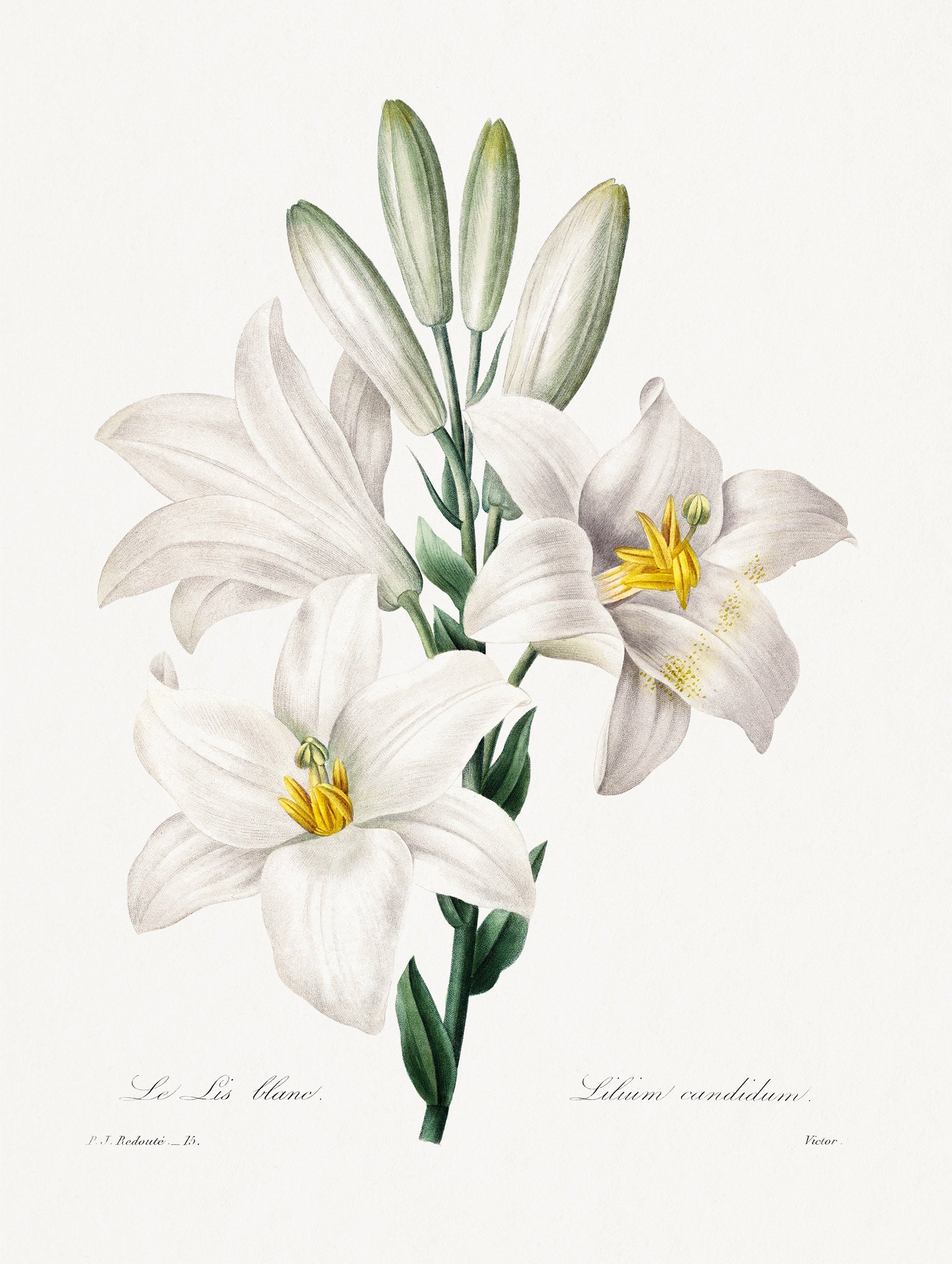Madonna Lily - Joseph Redoute