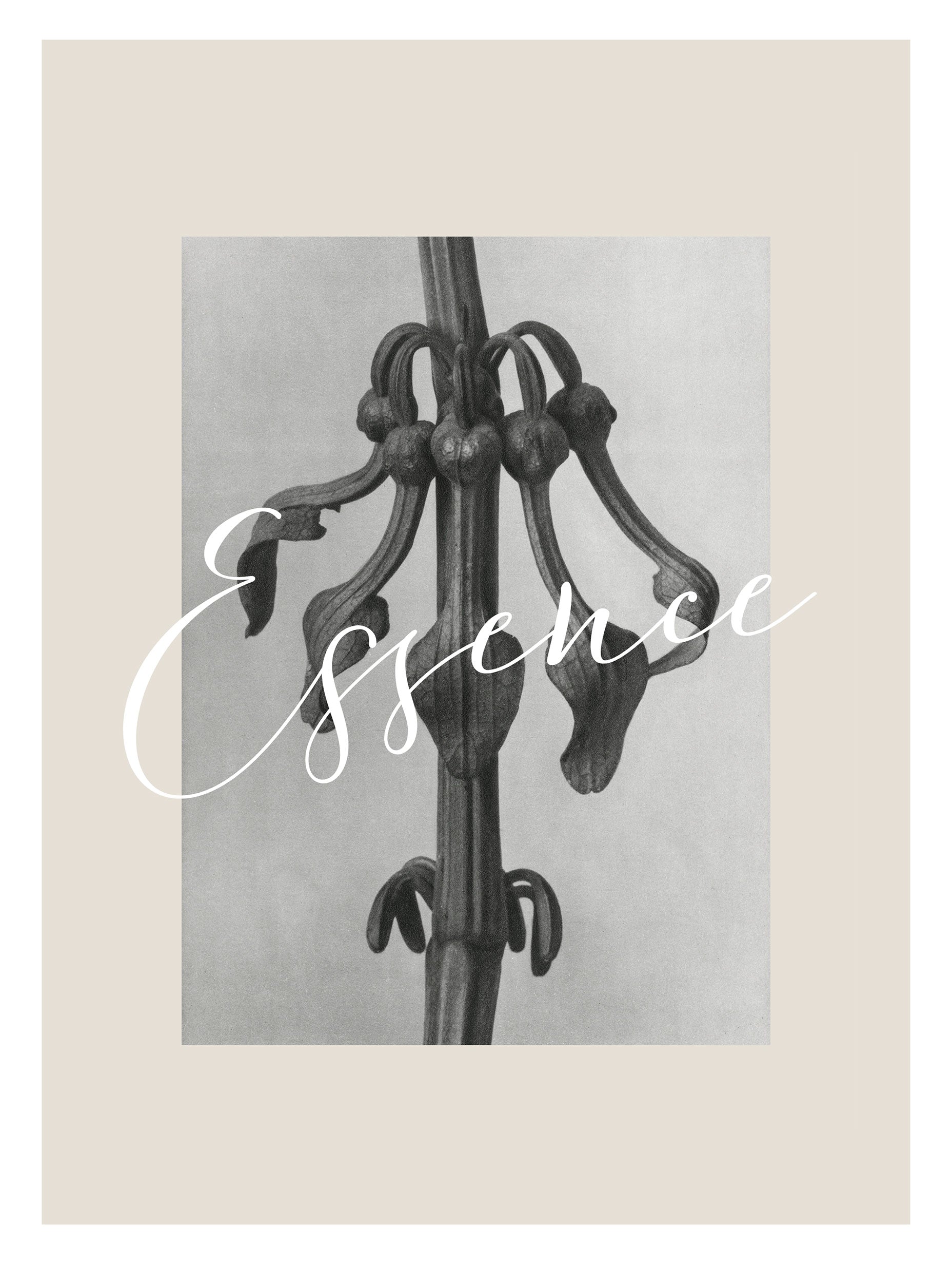 Aristolochia clematitis Karl Blossfeldt Art Print