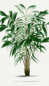 Vintage Palm Tree