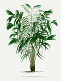 Vintage Palm Tree