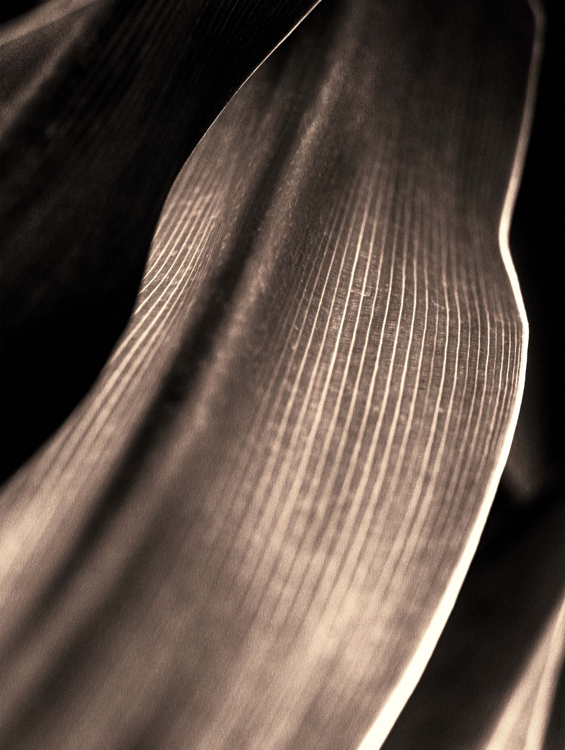 Sepia Tone Leaf Art Print