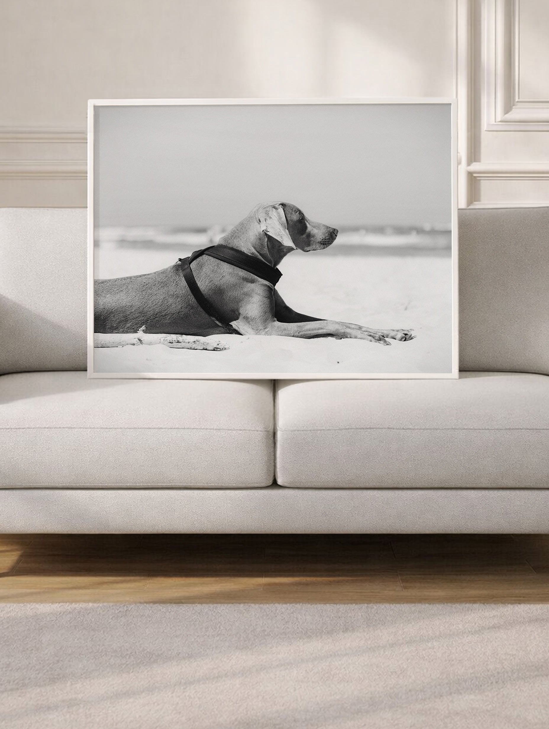 Weimaraner Dog Lying on a Beach Poster