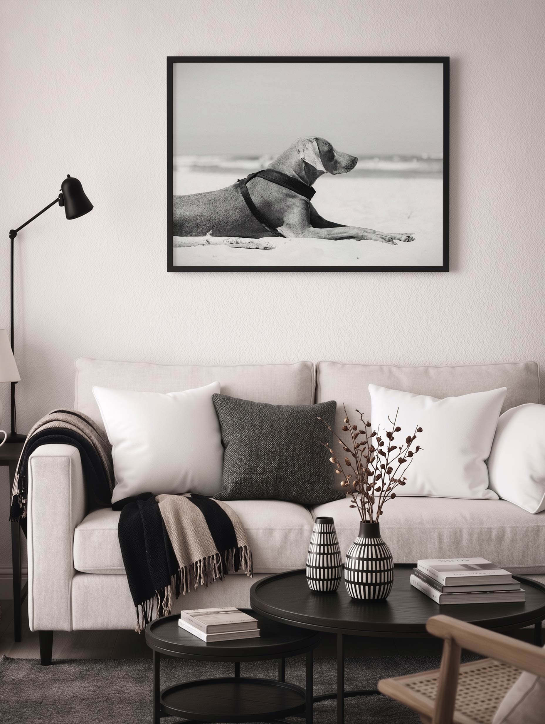 Weimaraner Dog Lying on a Beach Poster