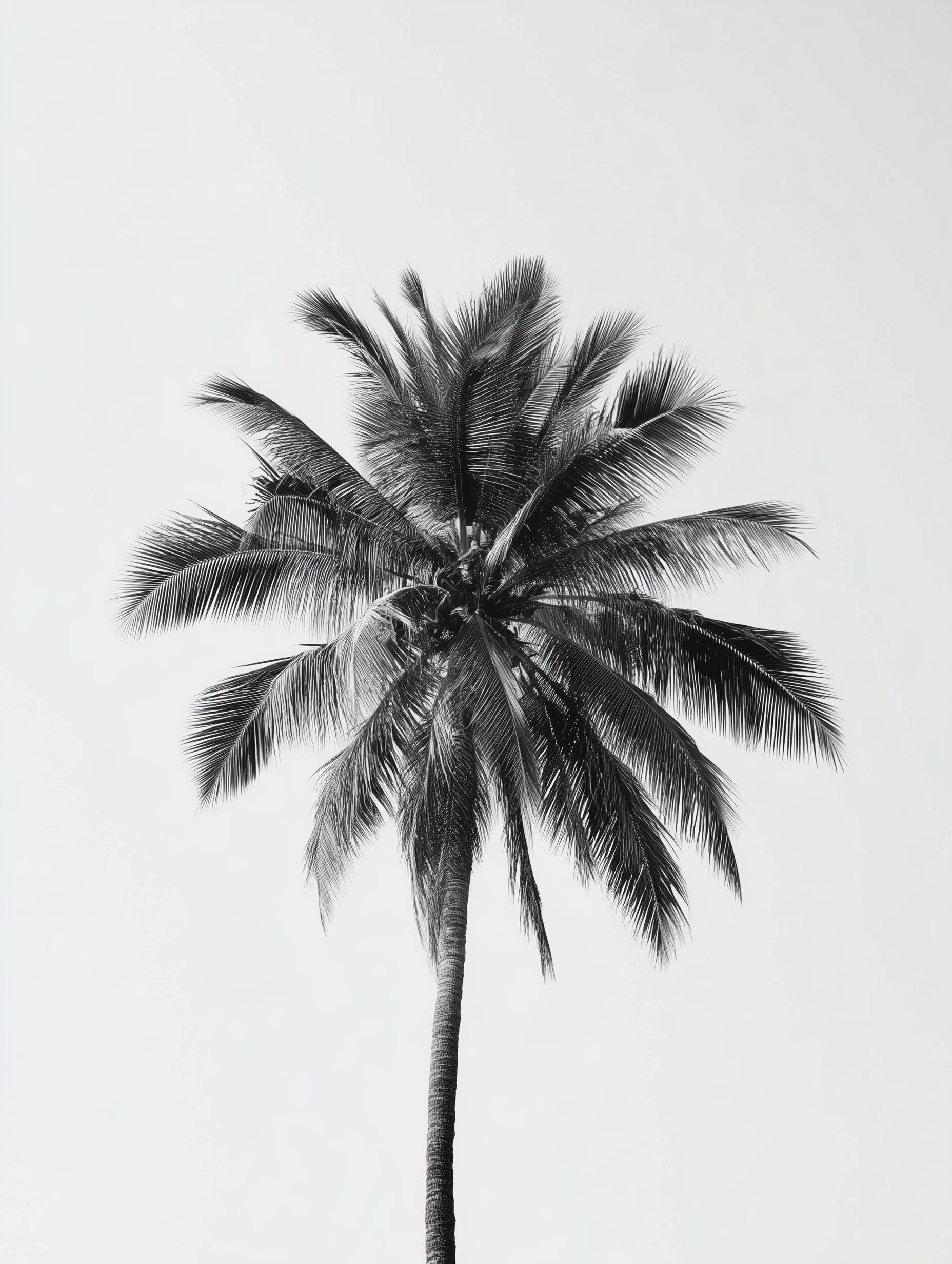 Palm Tree Botanical Poster