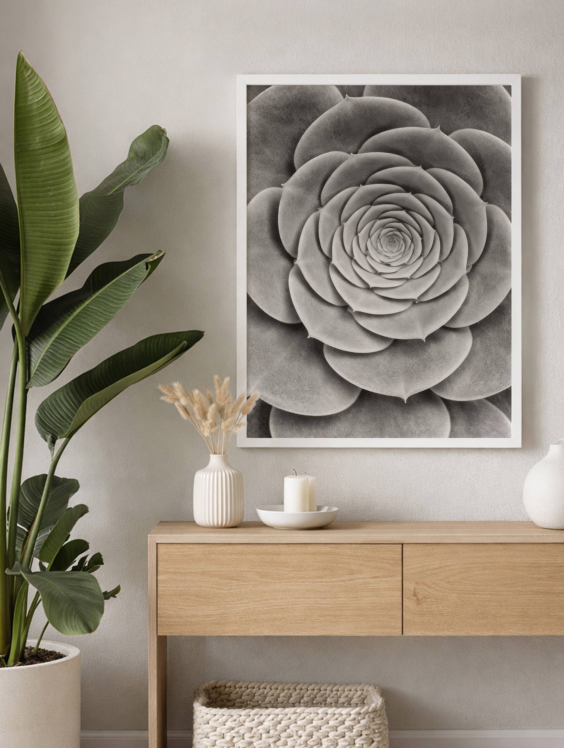 Succulent - Michael Haber