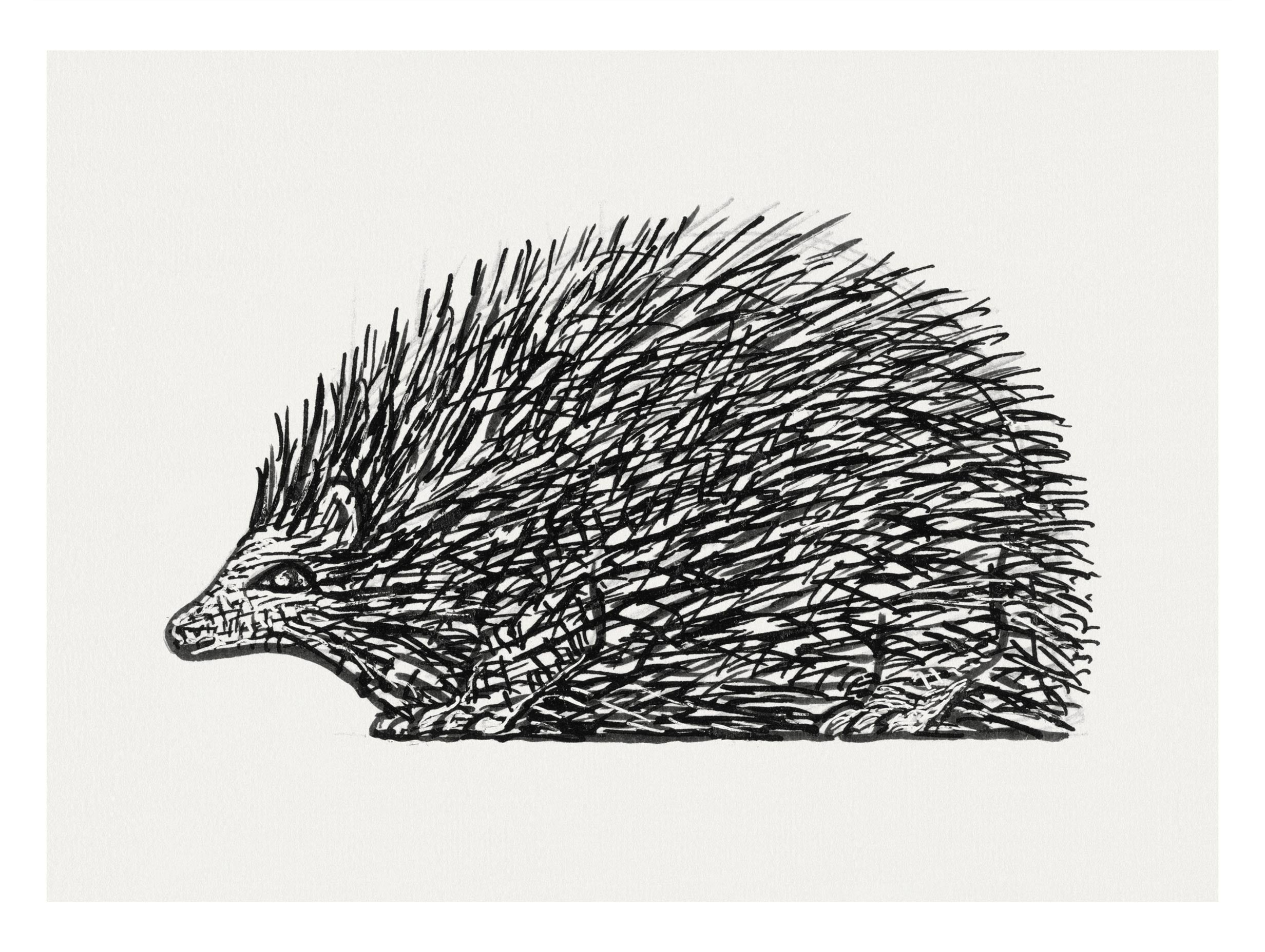 Hedgehog Leo Gestel Animal Art Print