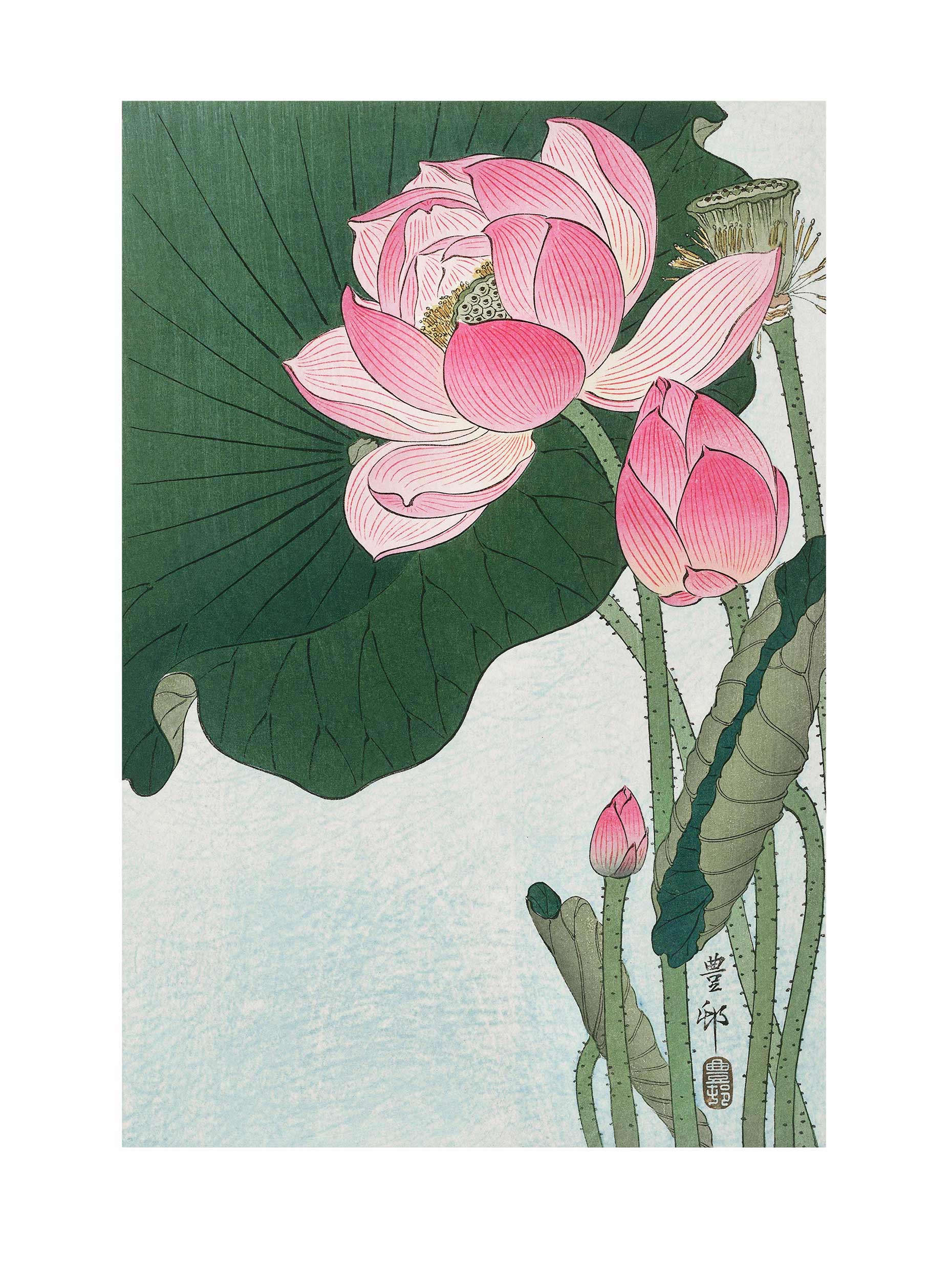 Blooming Lotus Flowers - Ohara Koson