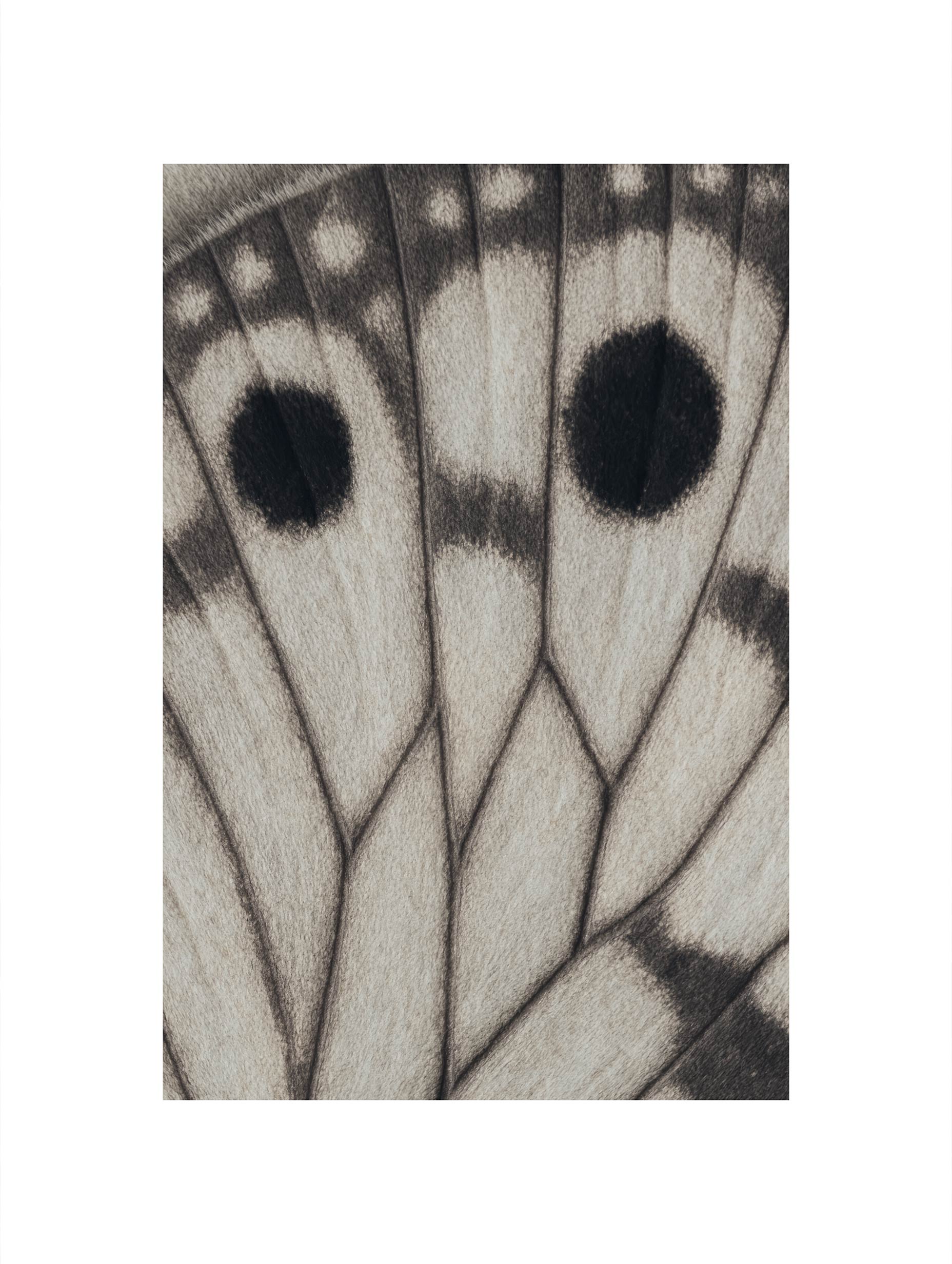 Butterfly Wing Art Print