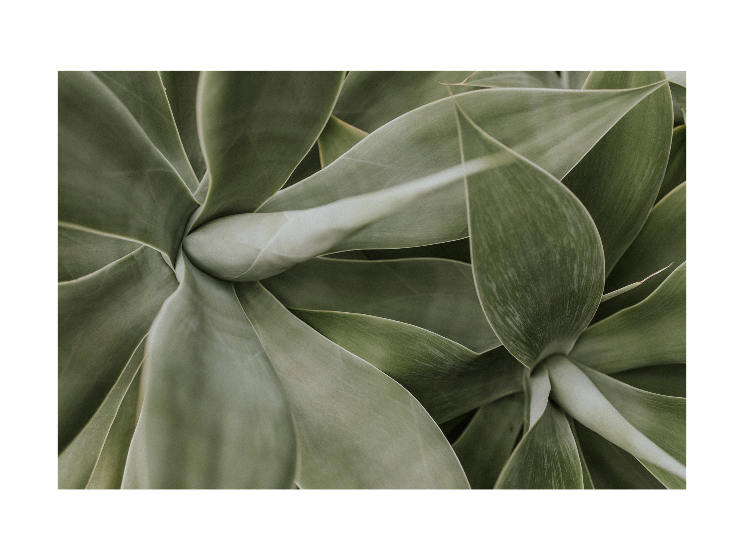 Agave Botanical Poster