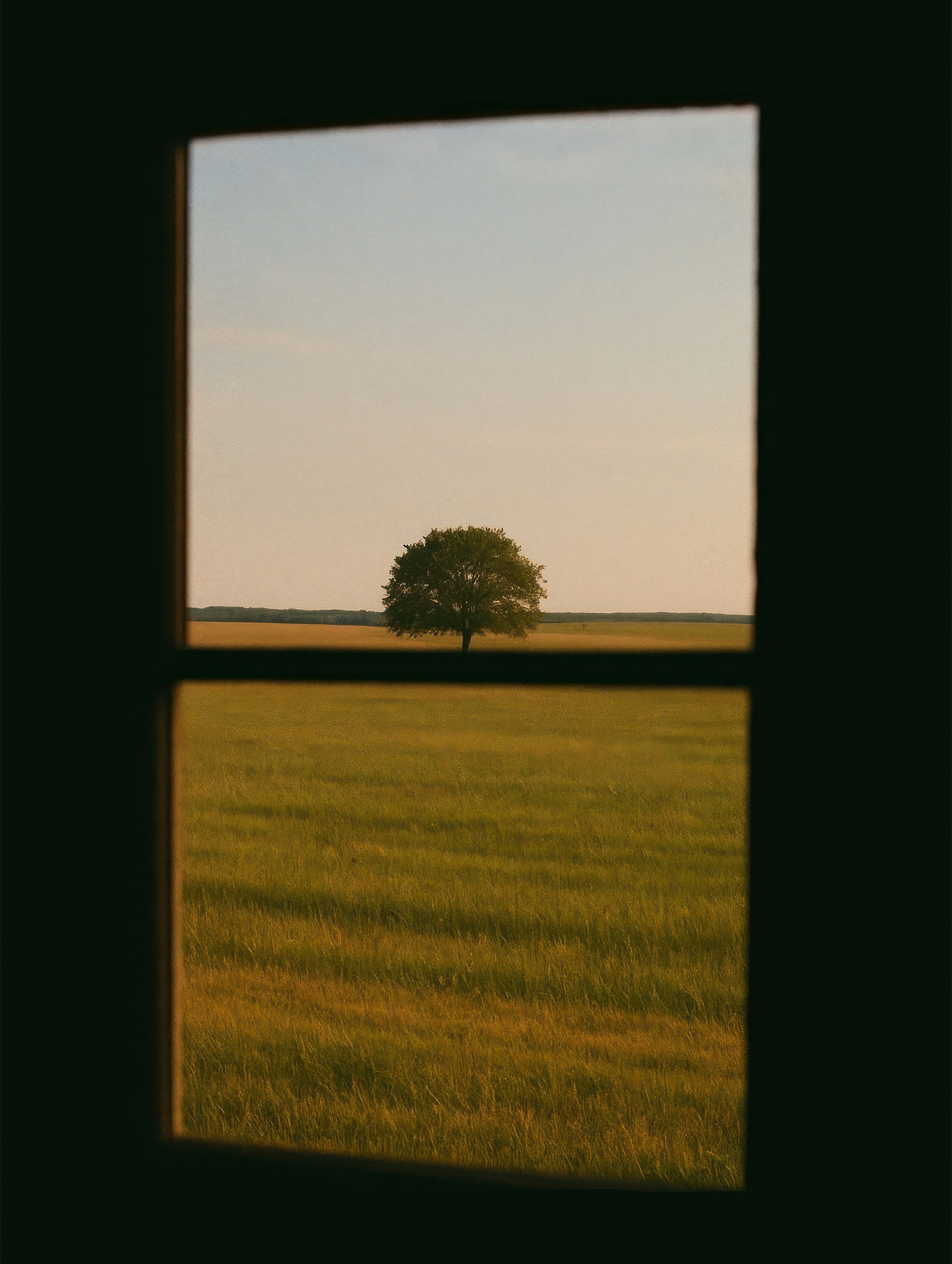 Lone Tree in a Field