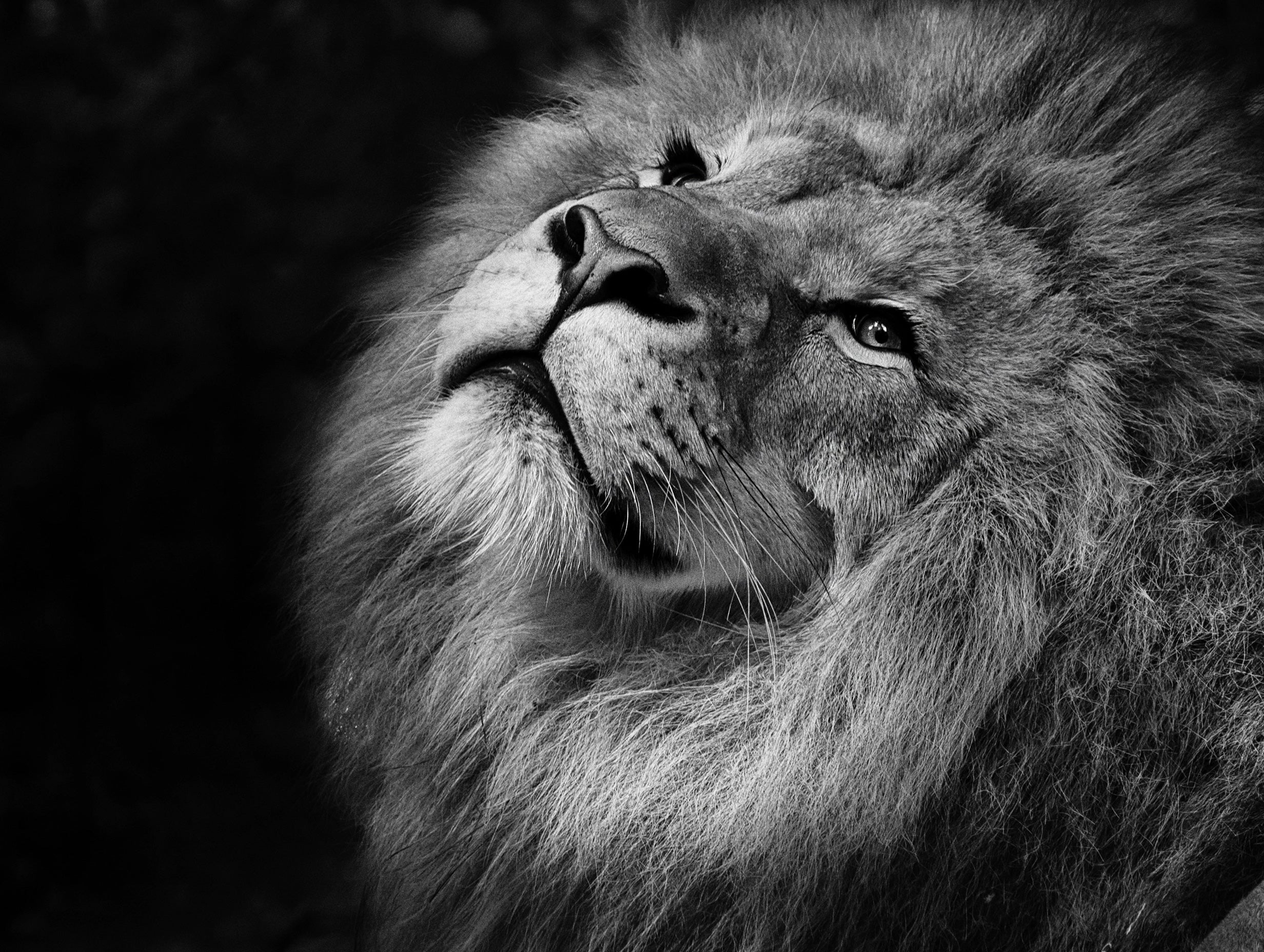Majestic Lion Black and White Posters