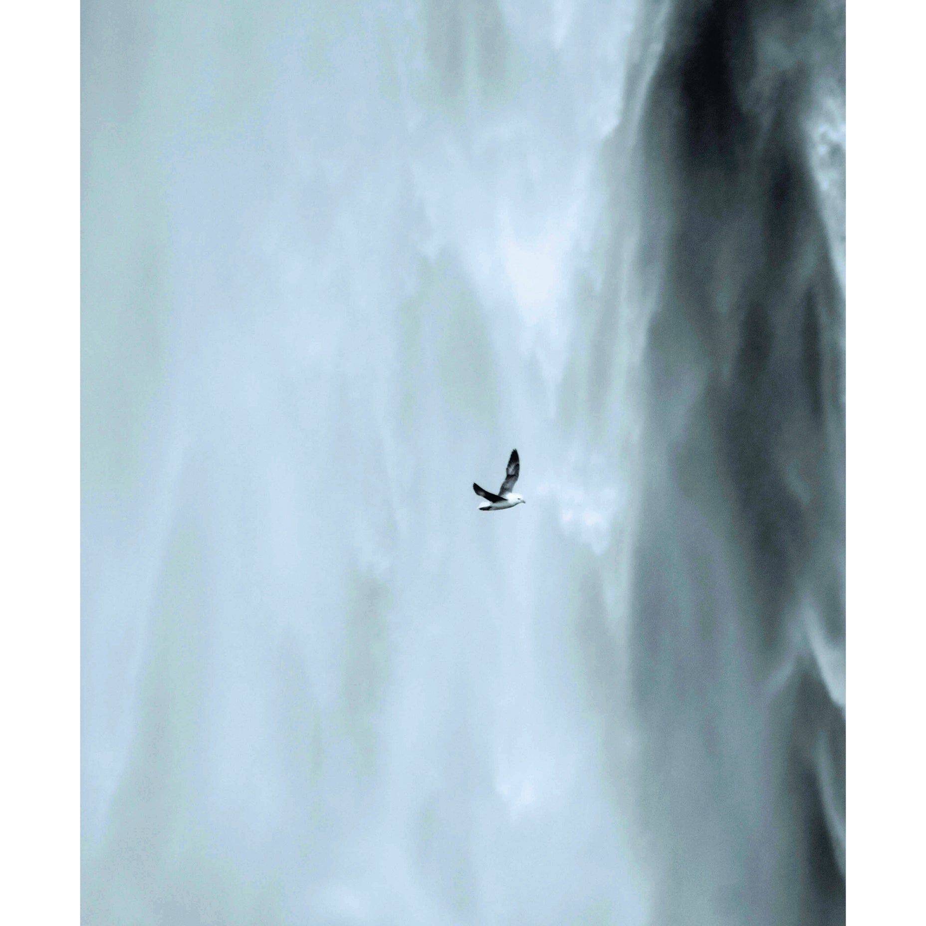 Veggkunst med måke som flyr foran en Skógafoss-foss