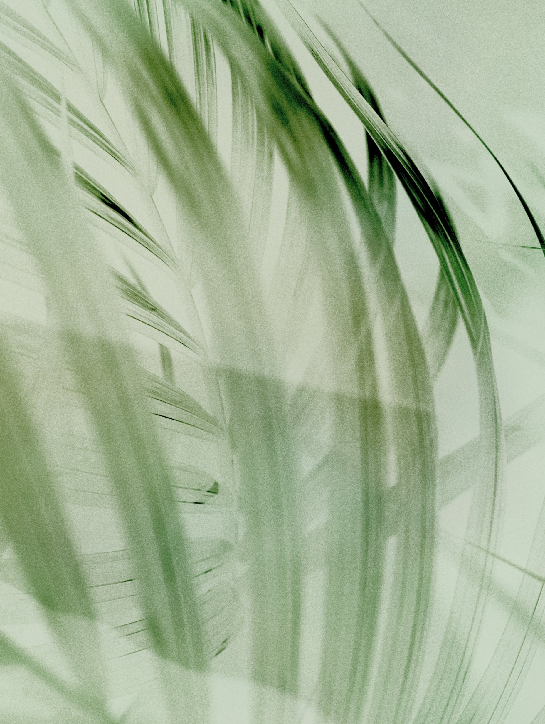 Palm Leaves Art Print