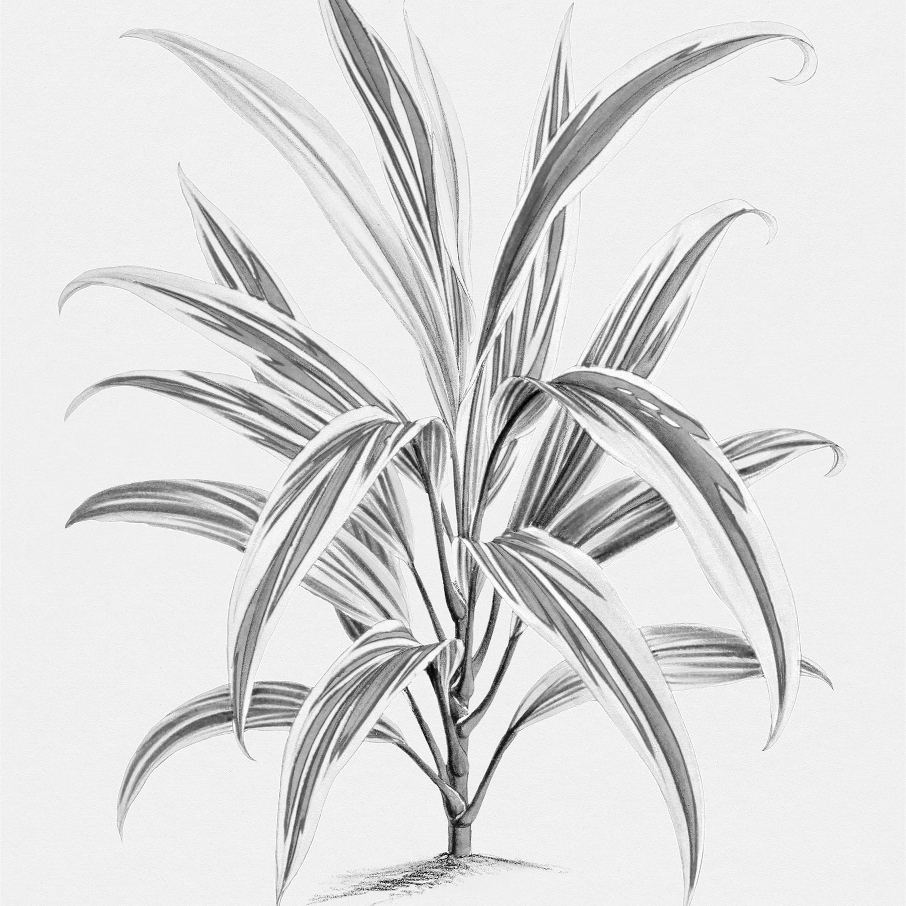 Dracaena Aurantiaca Tree Art Print