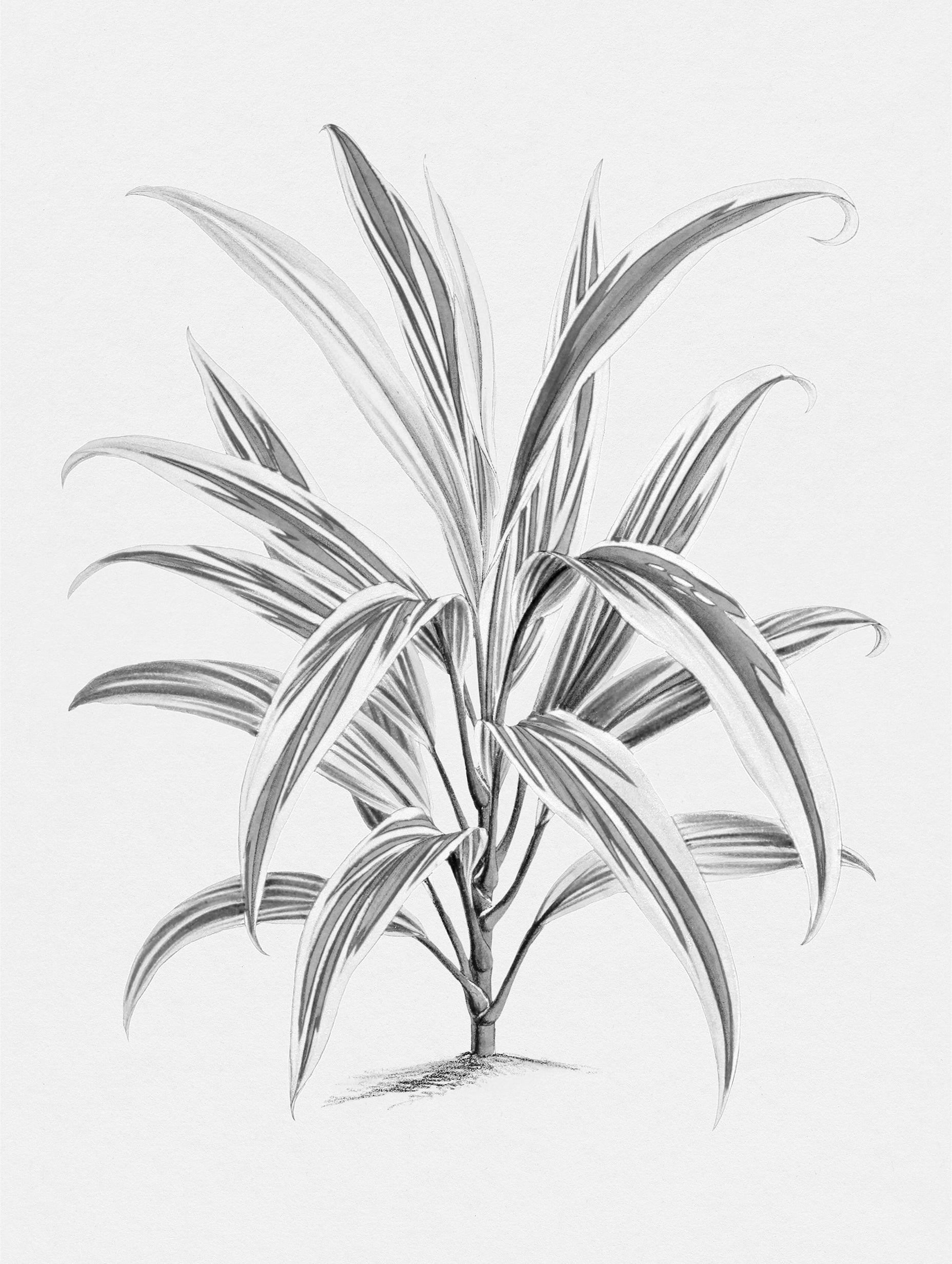 Dracaena Aurantiaca Tree Art Print