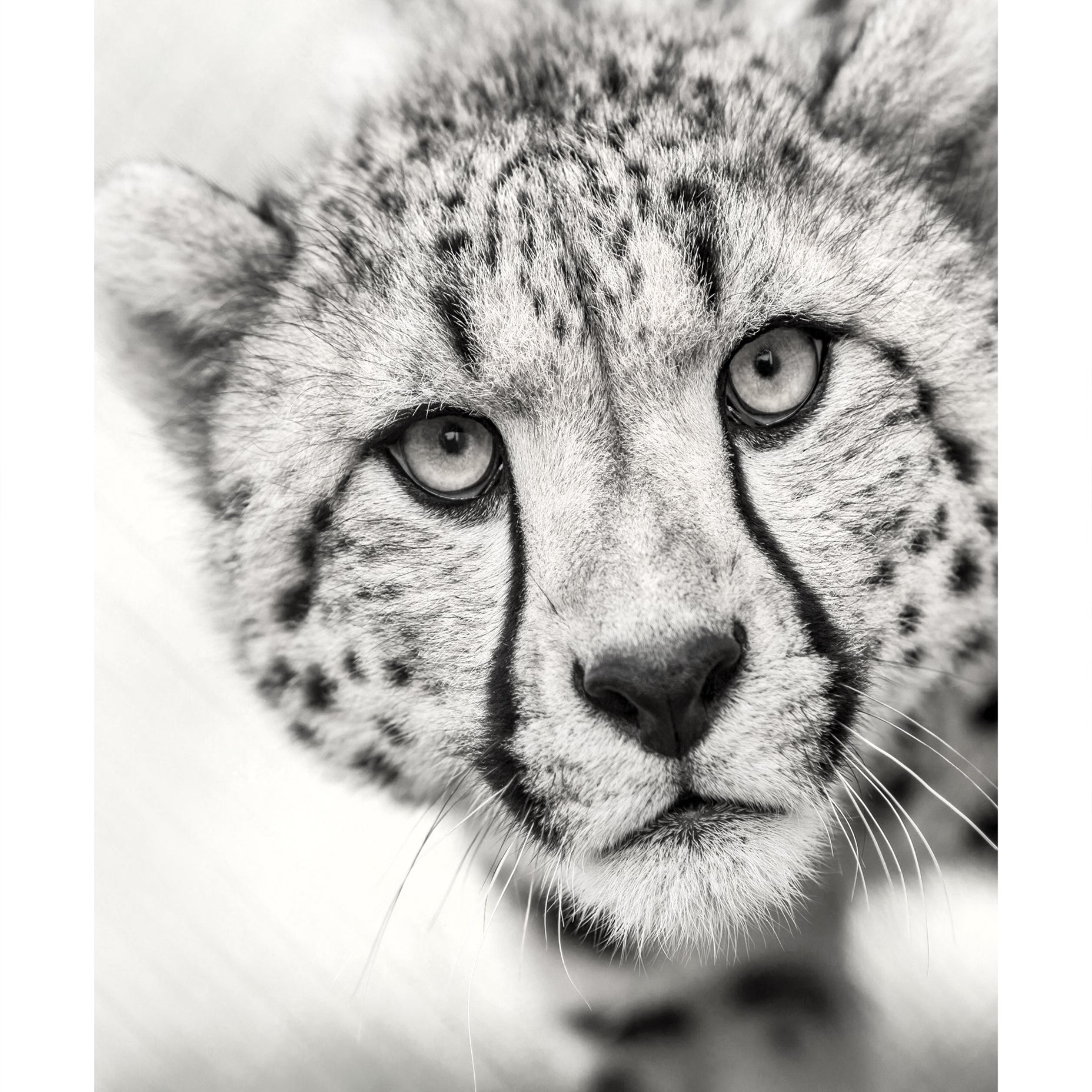 Cheetah Black and White Animal Poster