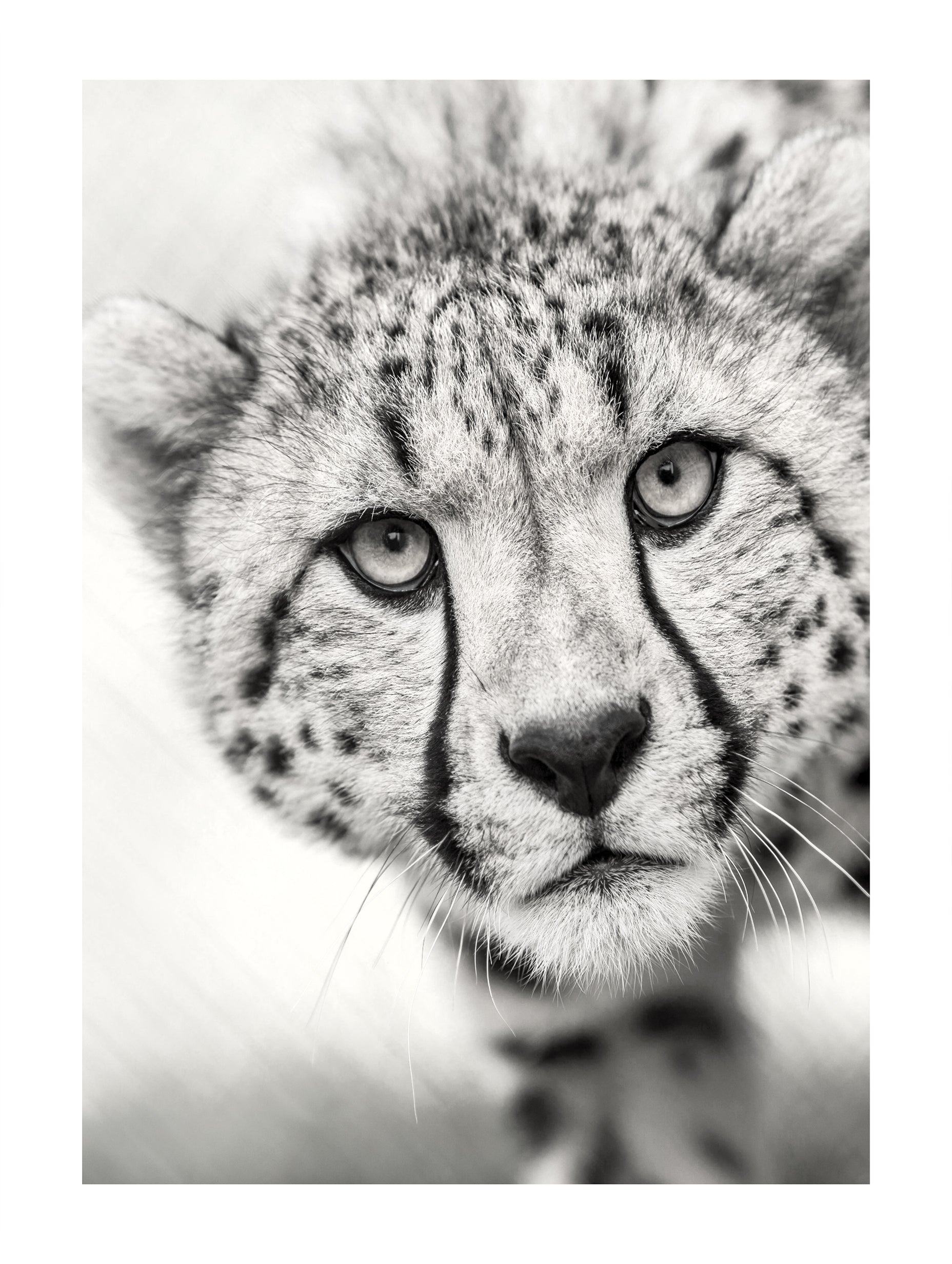 Cheetah Black and White Animal Poster