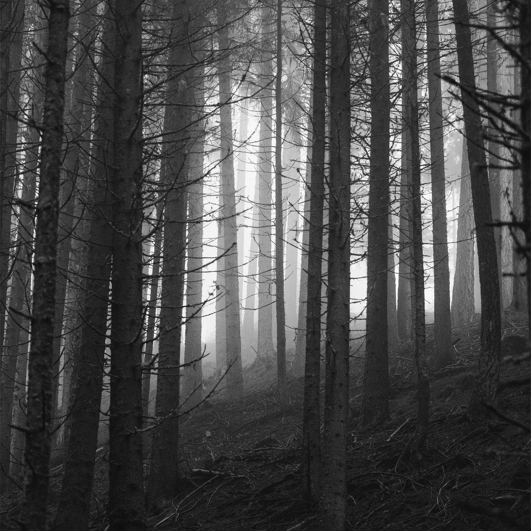 Forest Black and White Poster