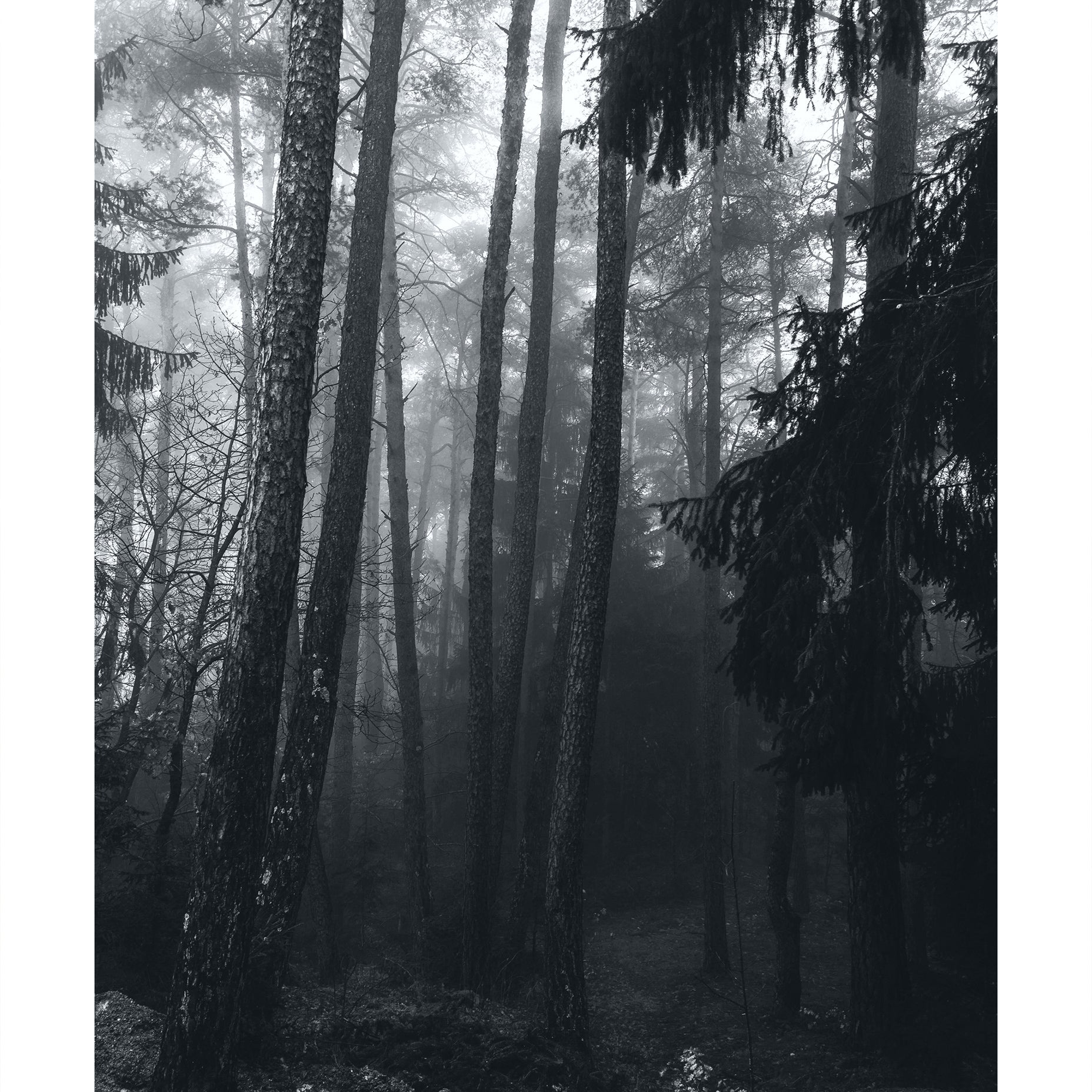 Misty Pine Forest Black and White Poster