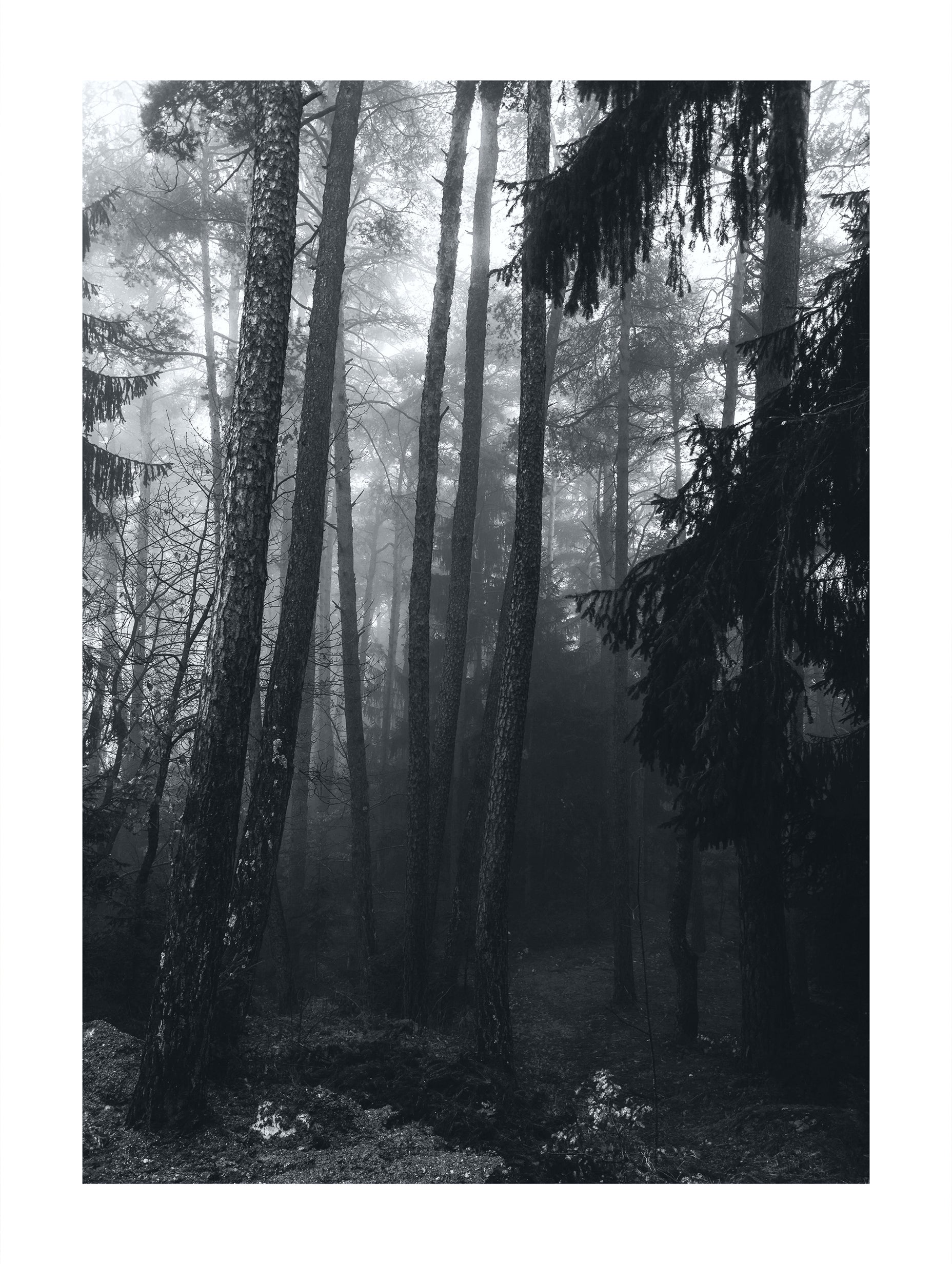 Misty Pine Forest Black and White Poster