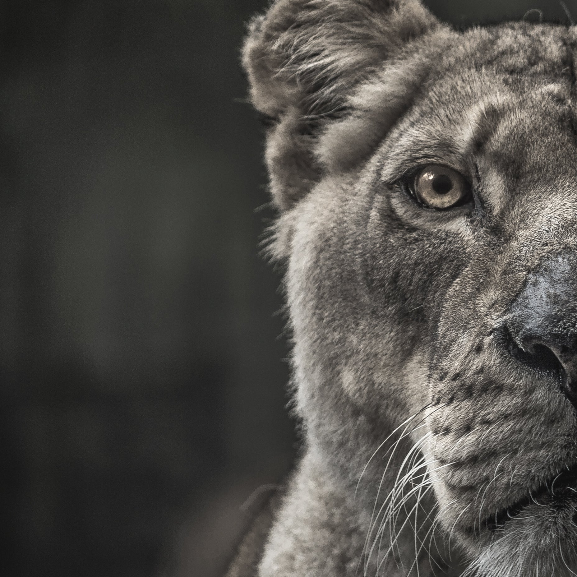 Lioness Black and White Portrait Poster