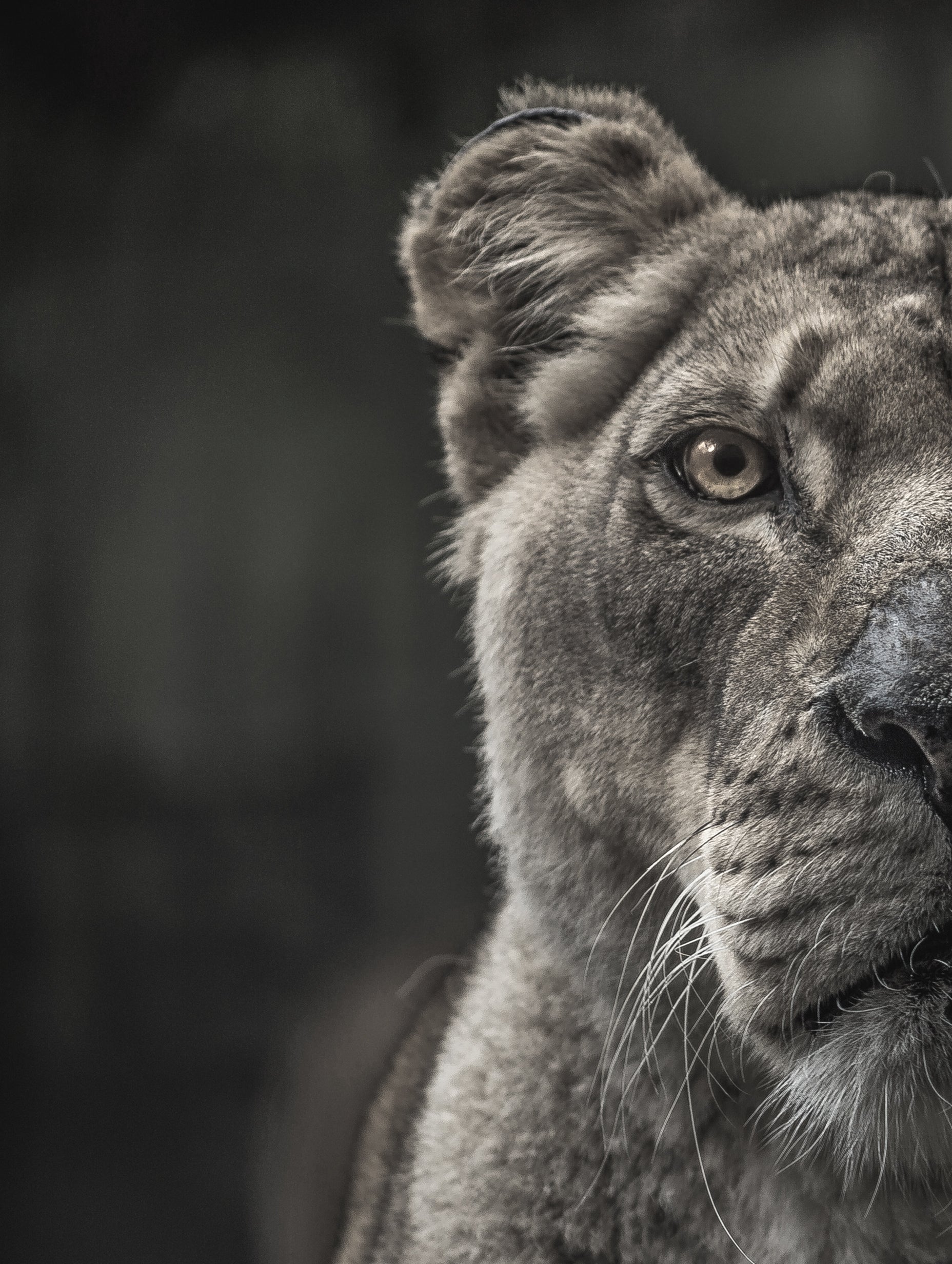 Lioness Black and White Portrait Poster