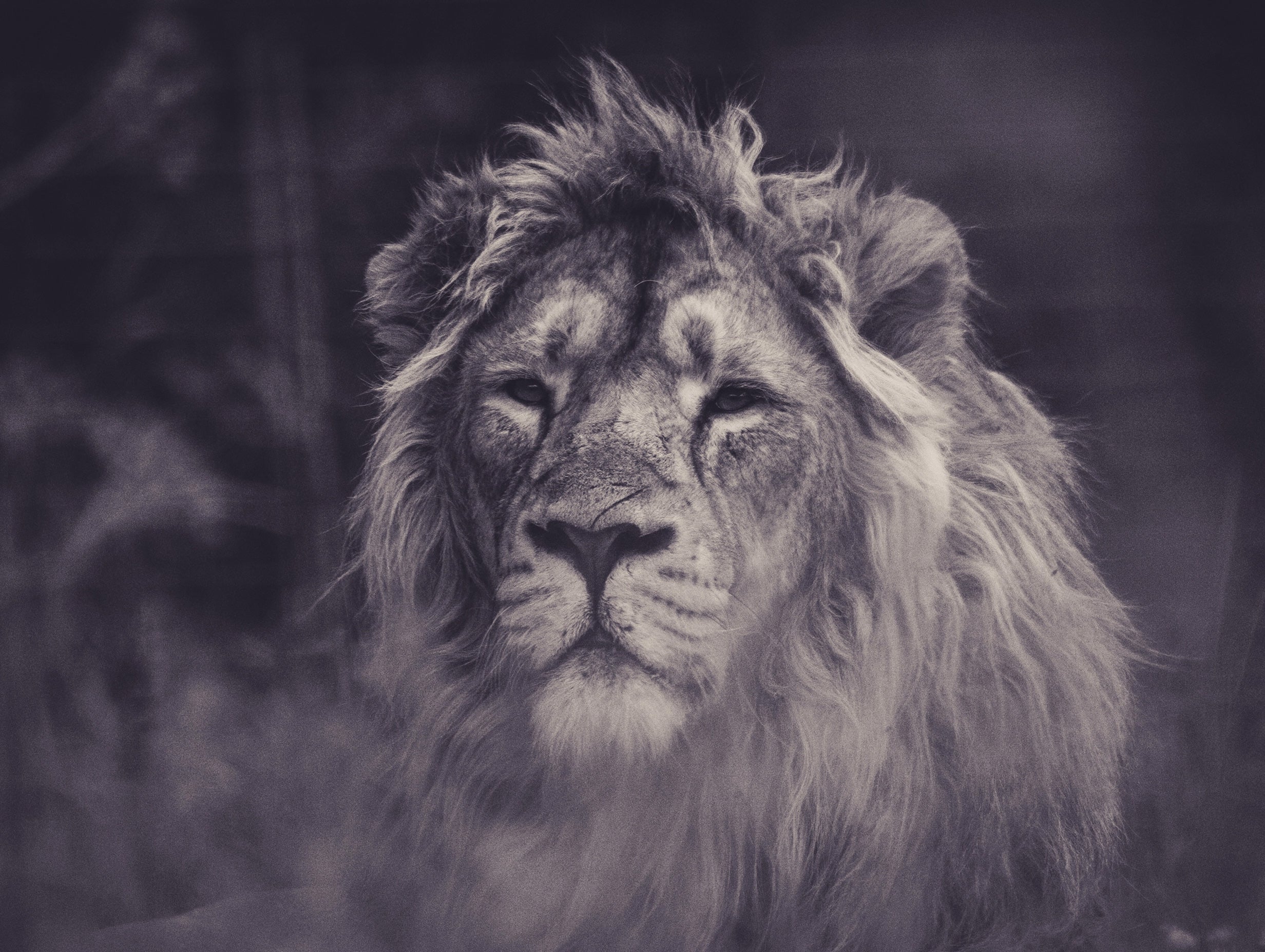 Grayscale Photography of Lion Animal Poster