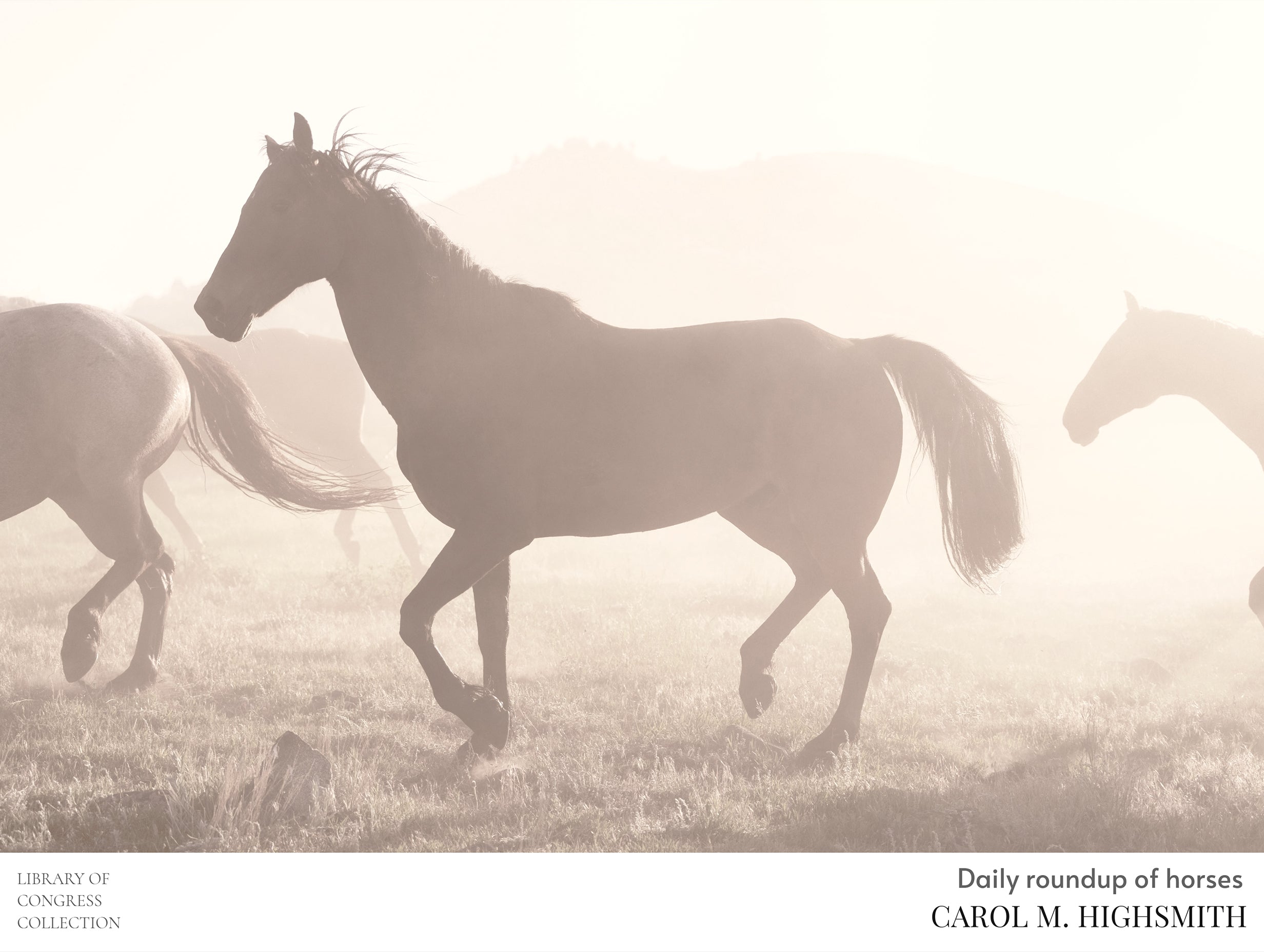 Daily Roundup of Horses Carol M. Highsmith Poster